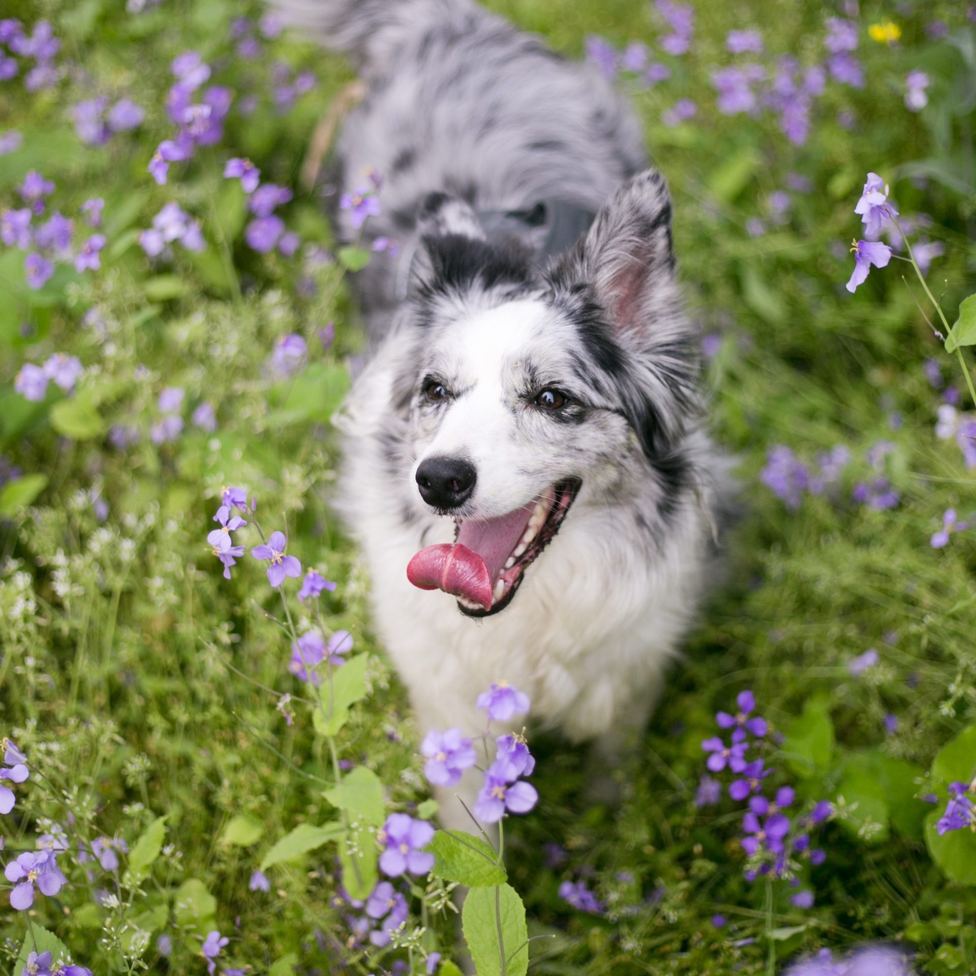 Dog Walker Job Flagler Beach, FL