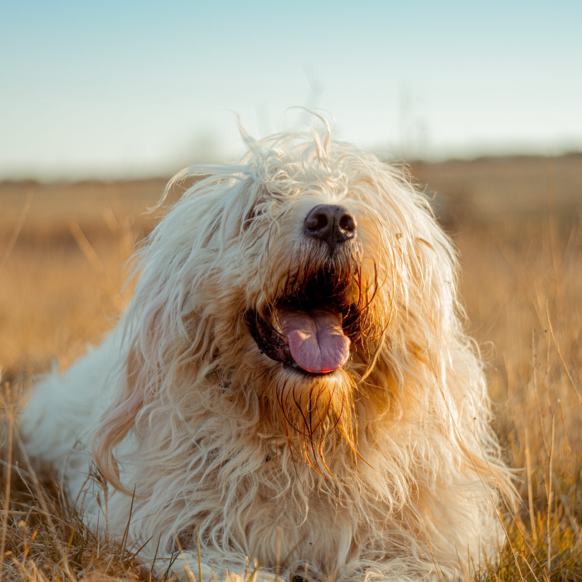 Dog Walker Job Guyton, GA