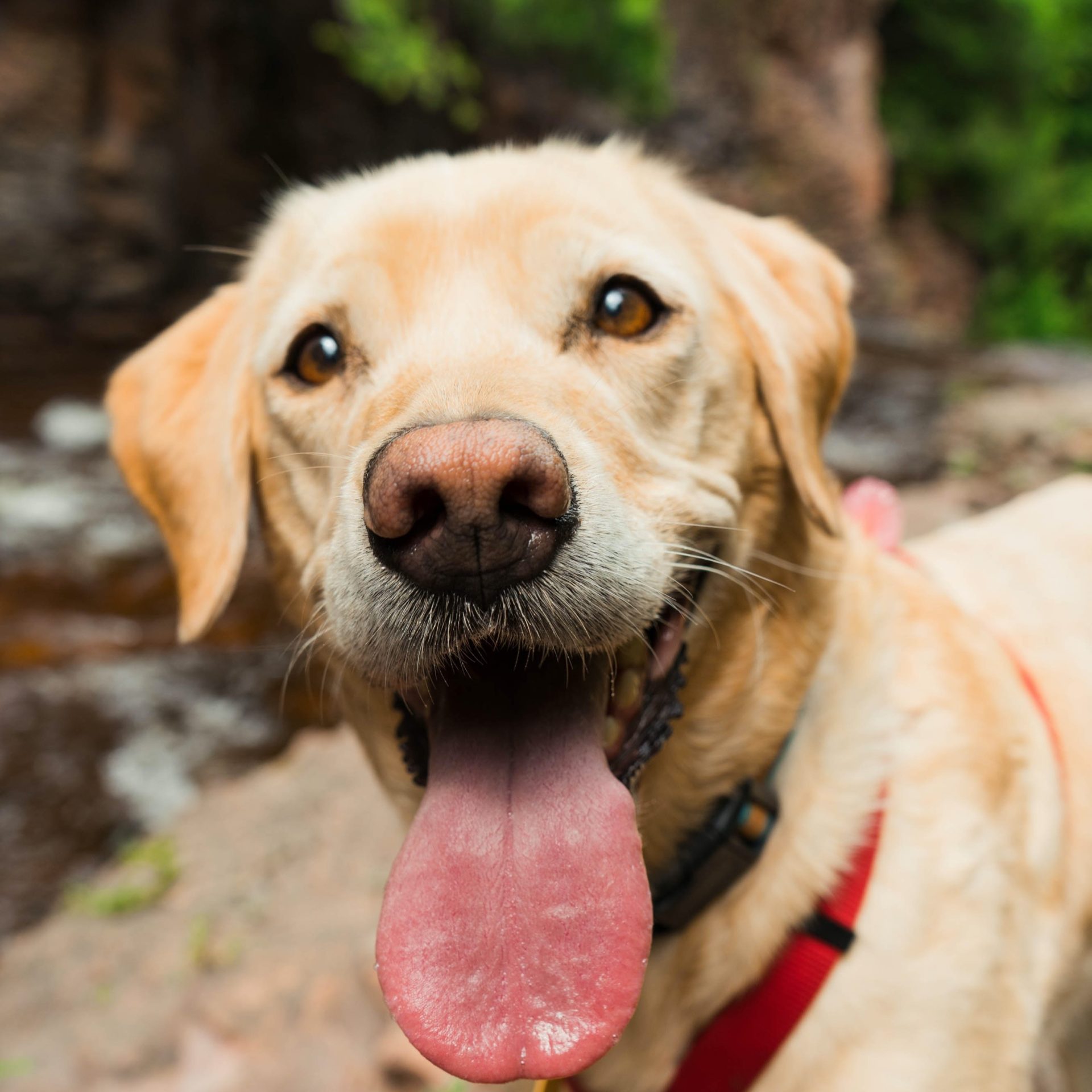 Dog Walker Job Kearney, NE