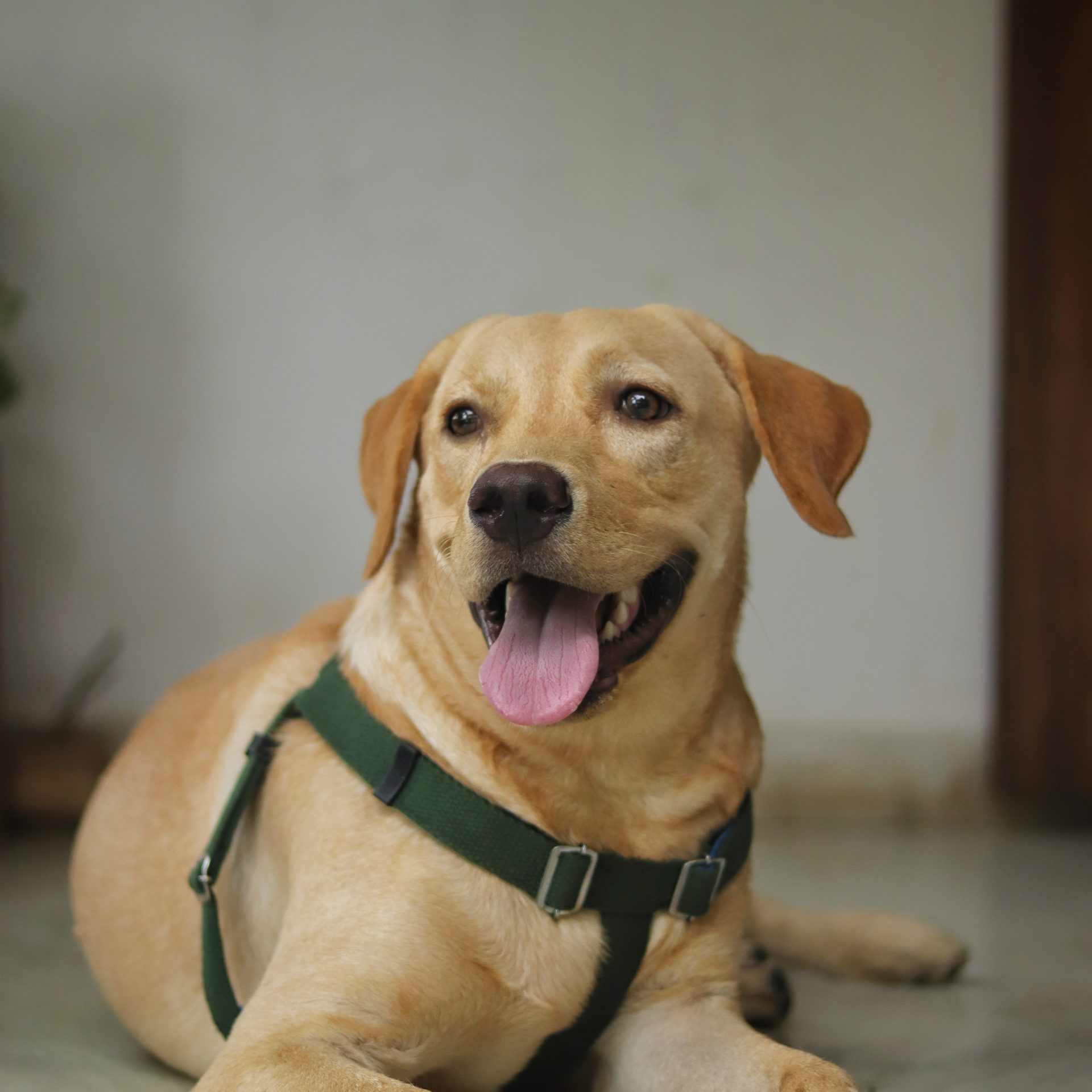 Dog Walker Job La Vista, NE