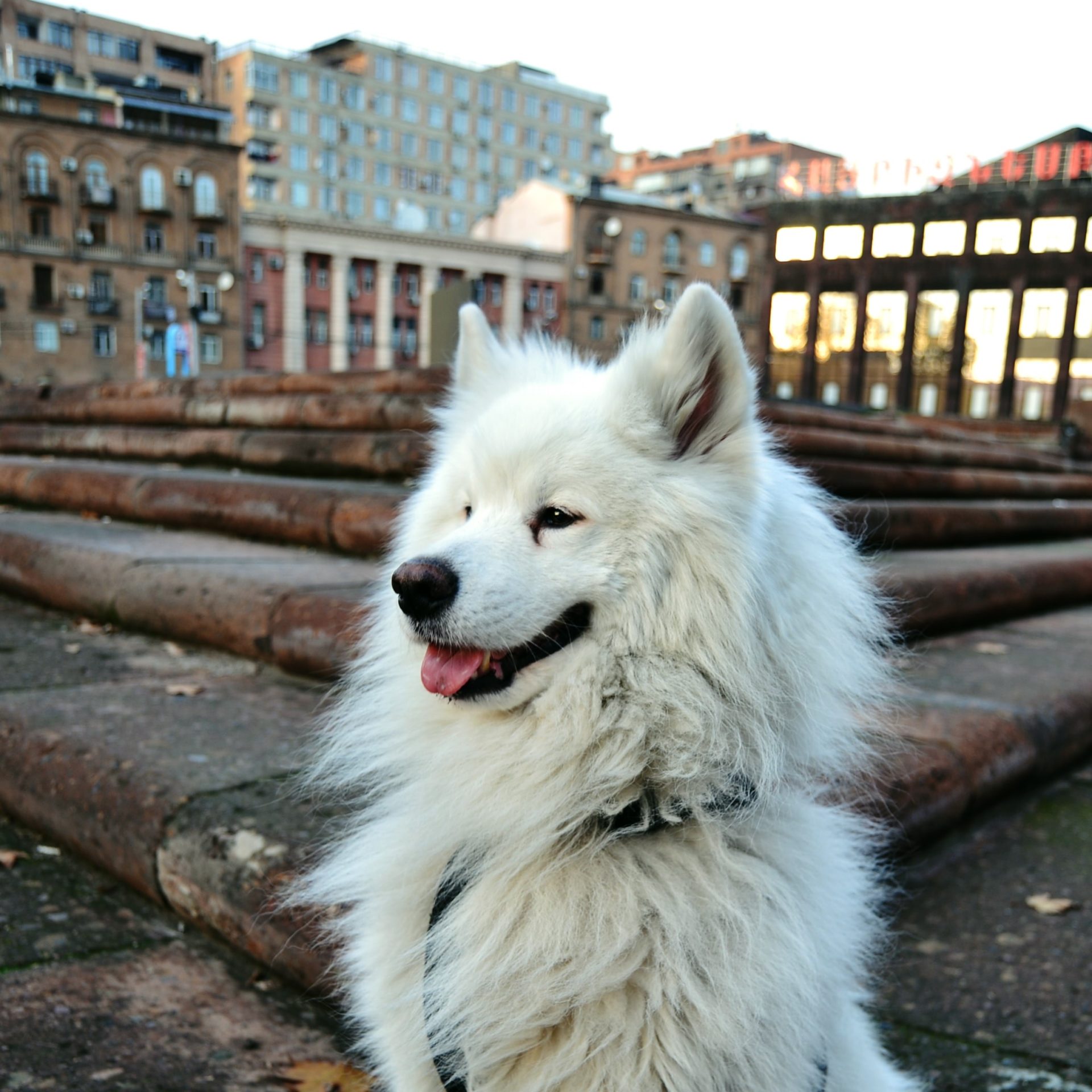 Dog Walker Job Lincoln, NE