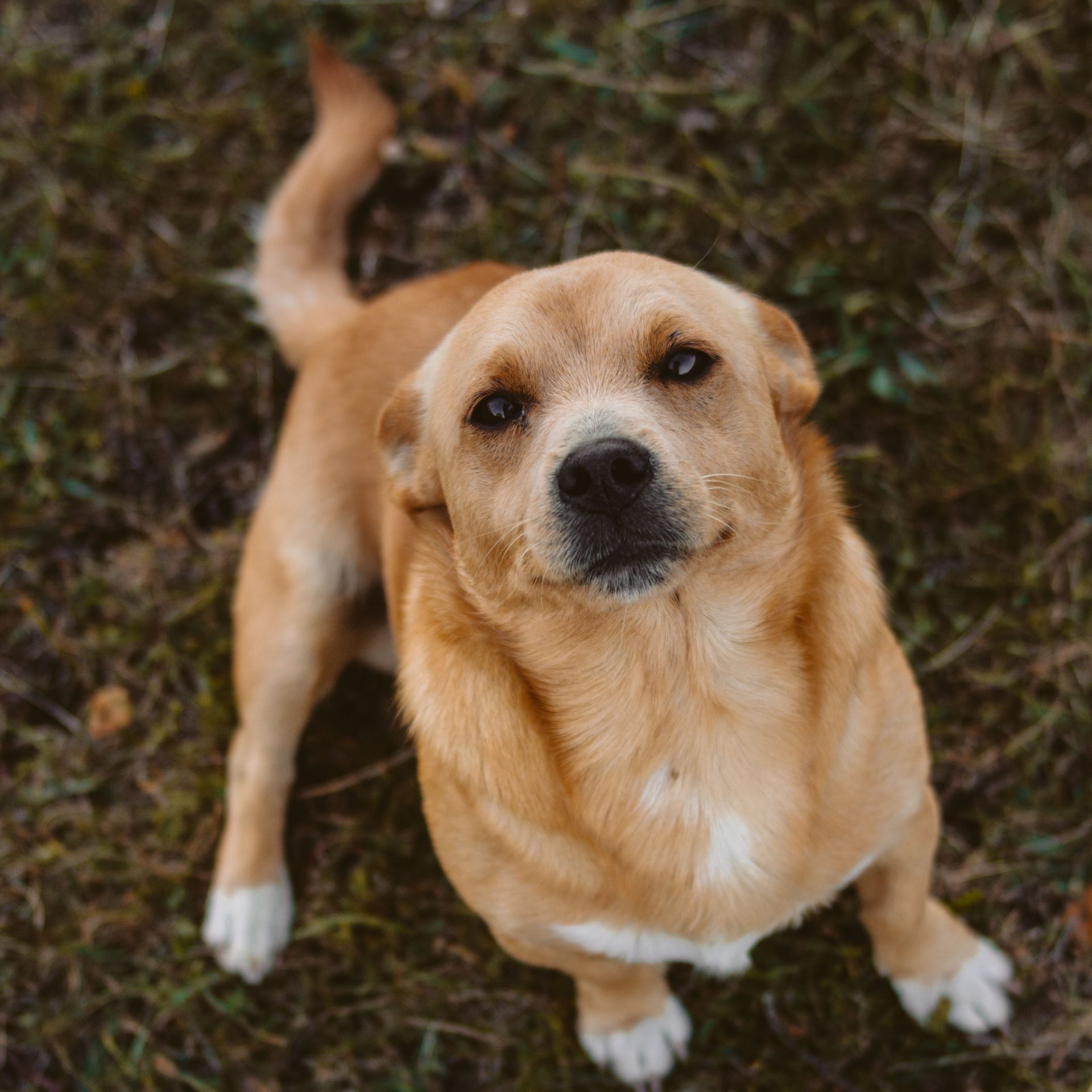 Dog Walker Job Myrtle Beach, SC