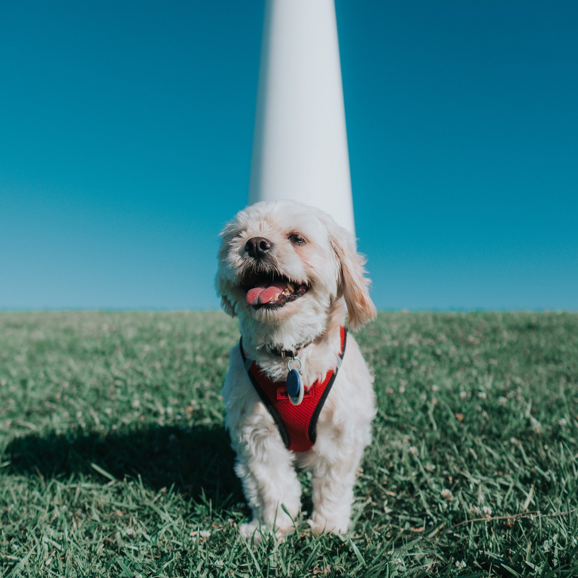 Dog Walker Job Omaha, NE