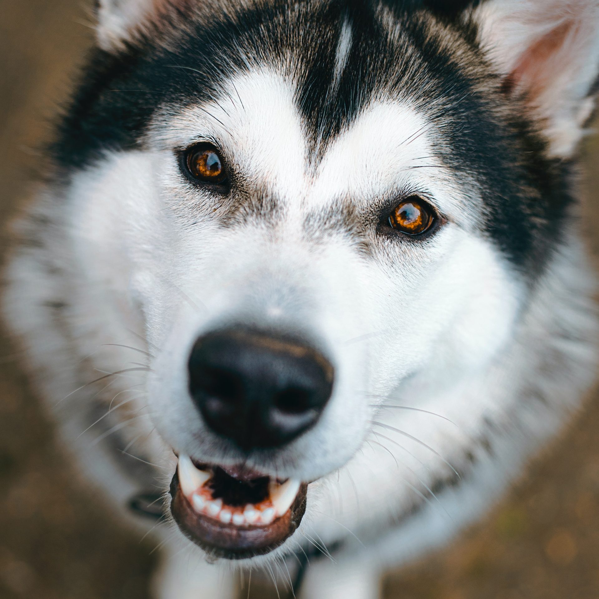 Dog Walker Job Ridgeville, SC