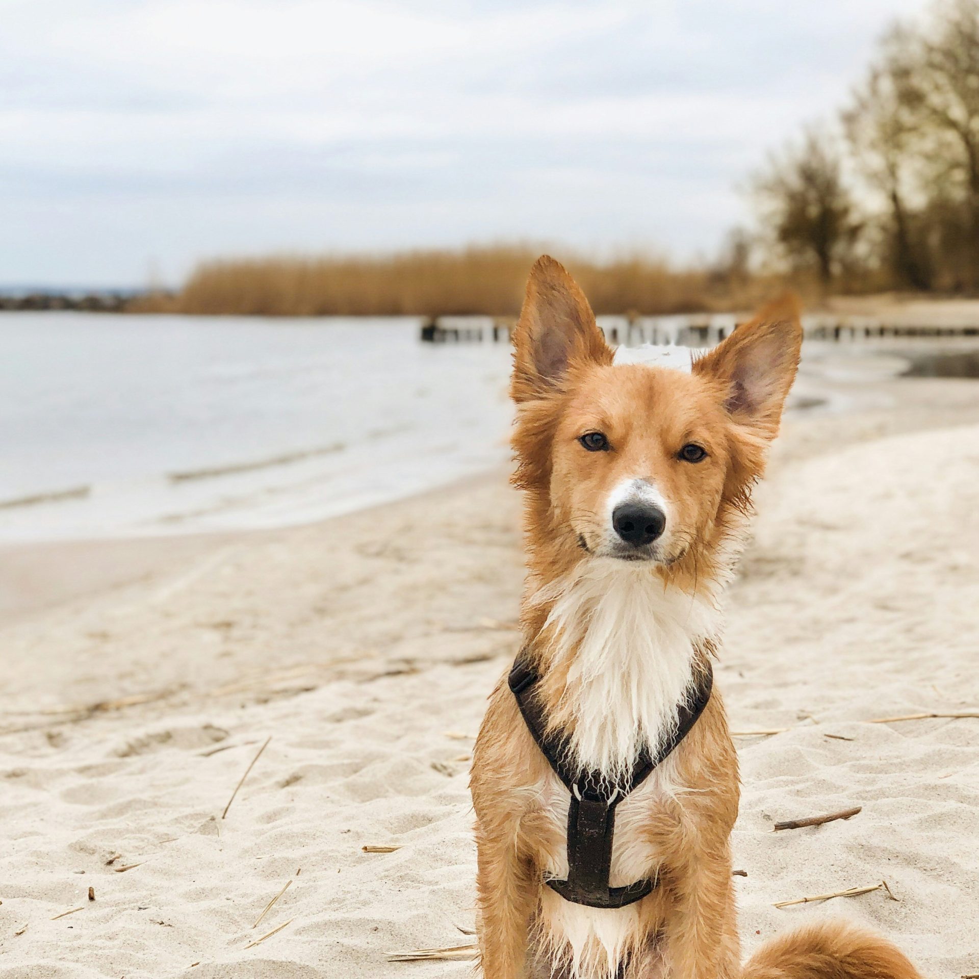 Dog Walker Job Rogers, AR