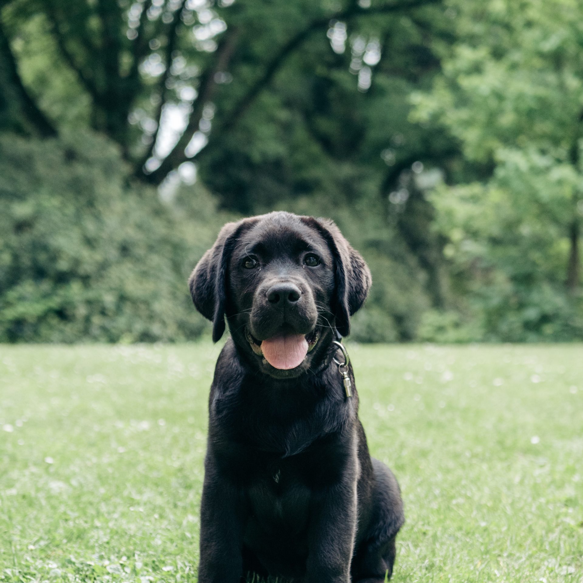Dog Walker Job South Sioux City, AR