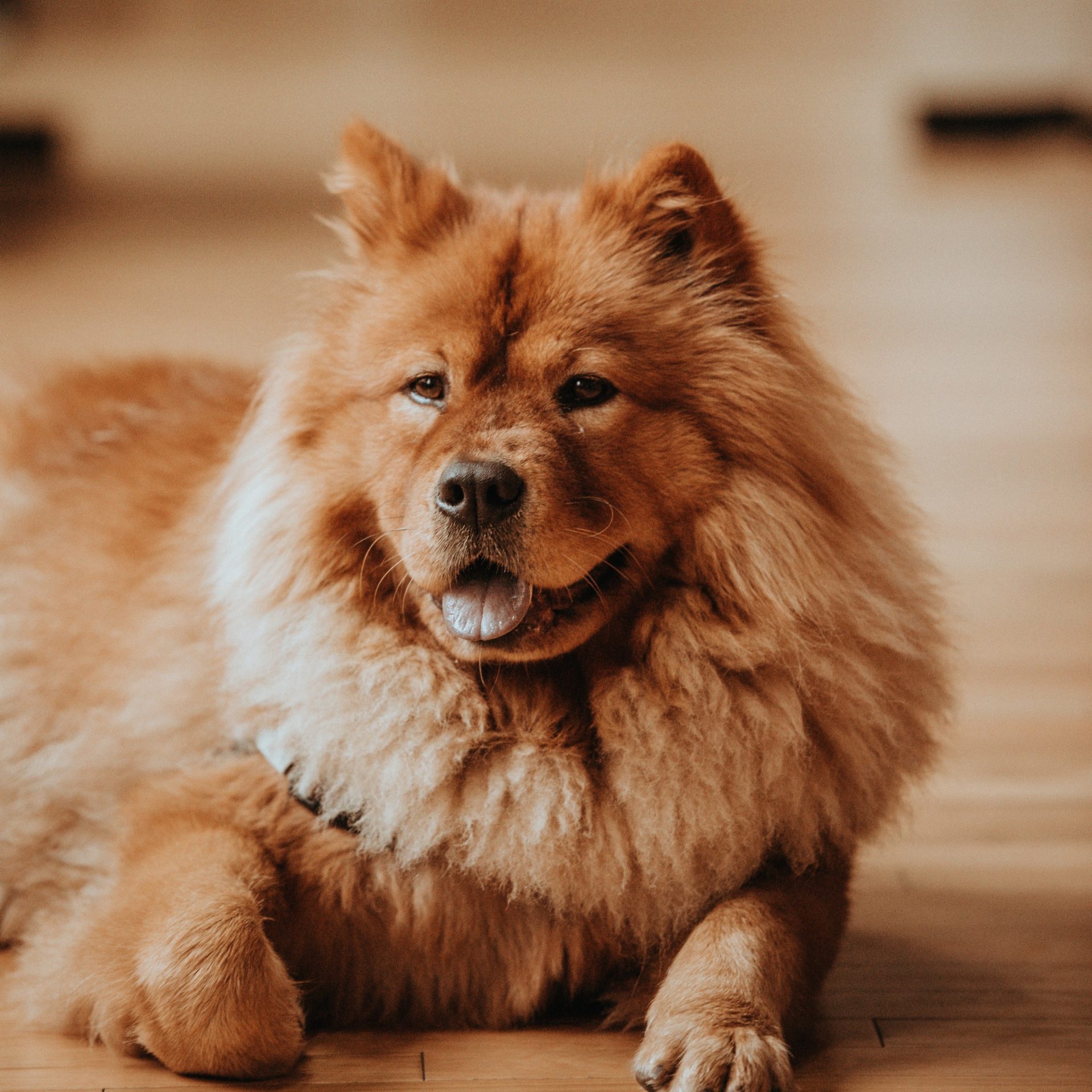 Dog Walker Job in Daytona Beach, FL