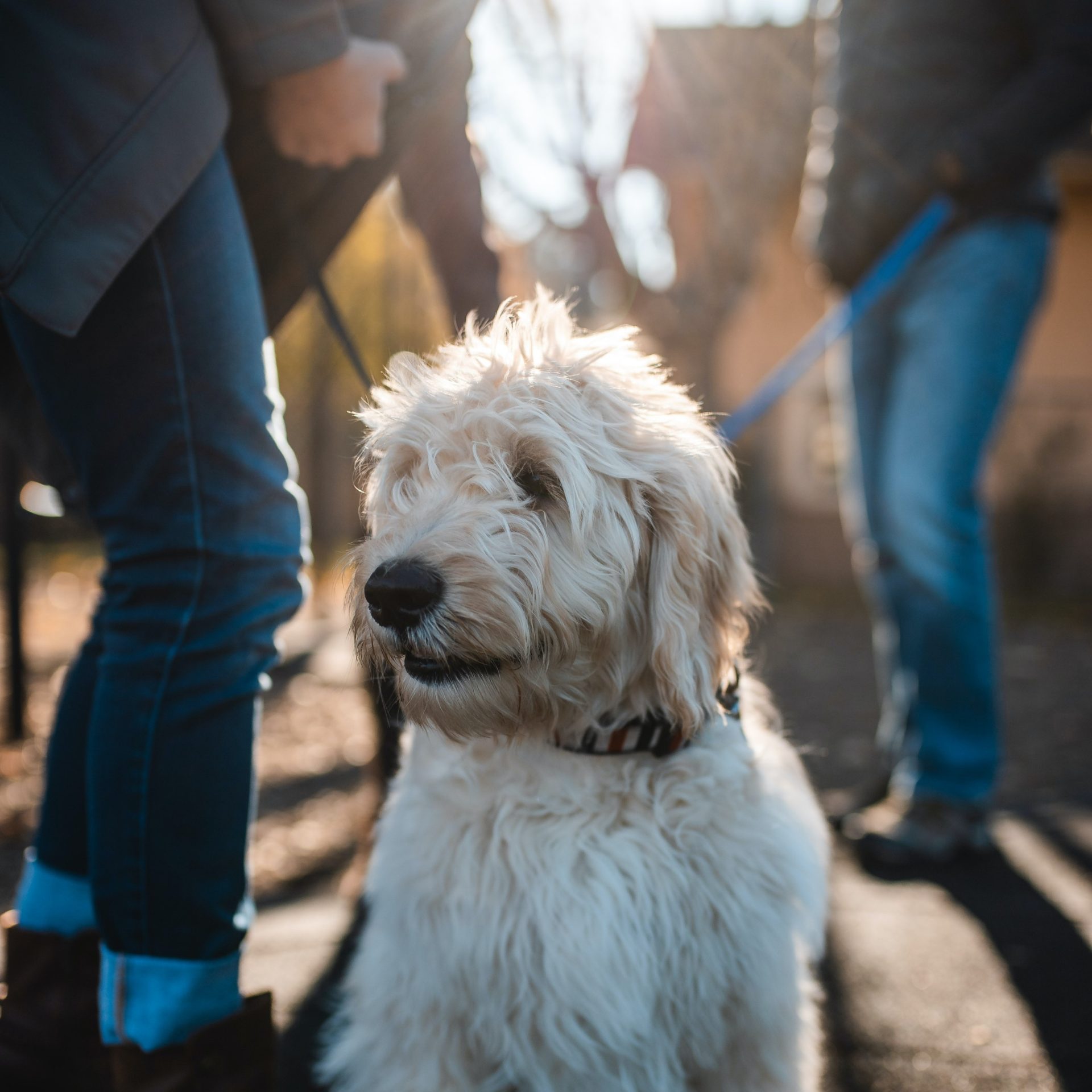 Dog Walker Job in Flagler Beach, FL