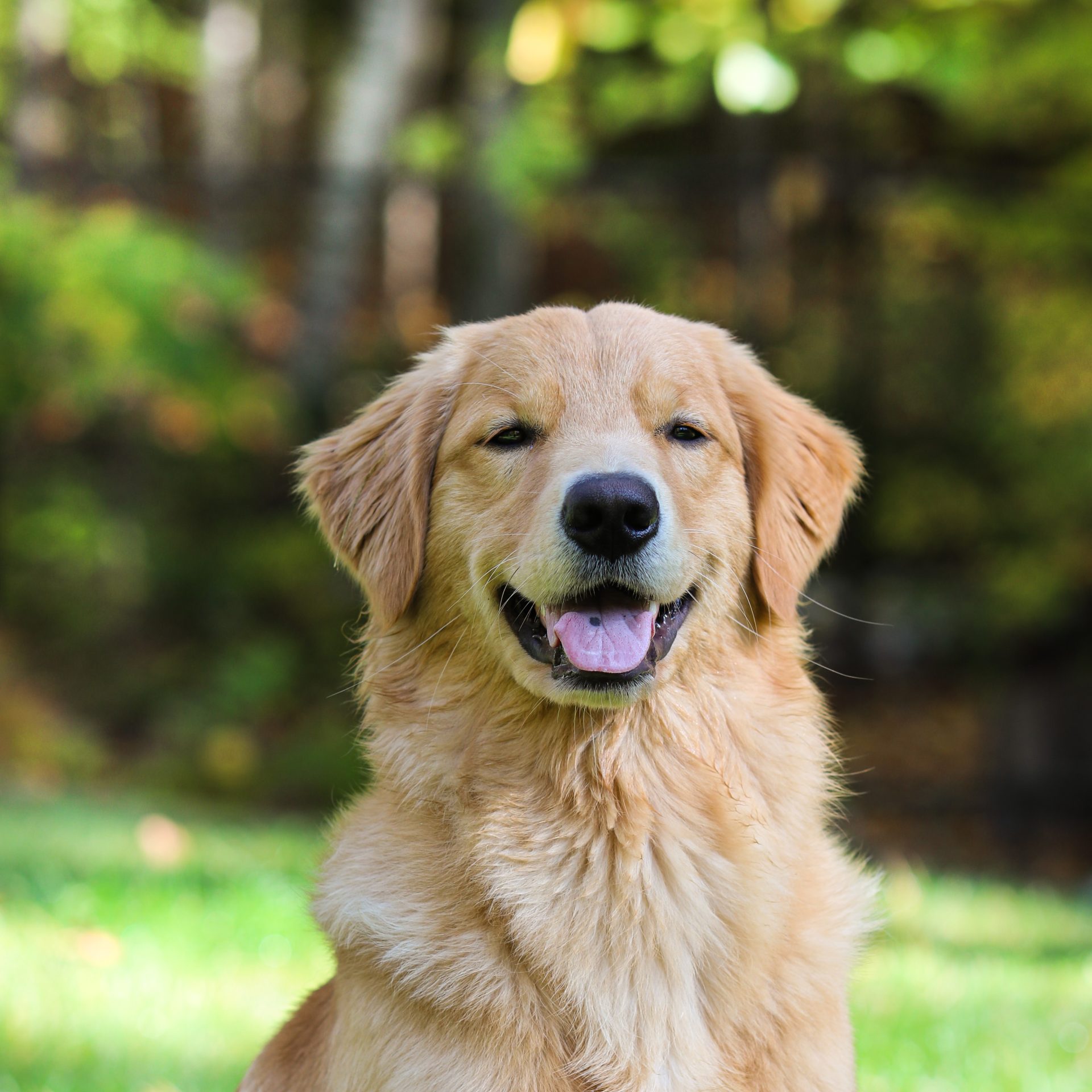 Dog Walker Job in Gretna, NE