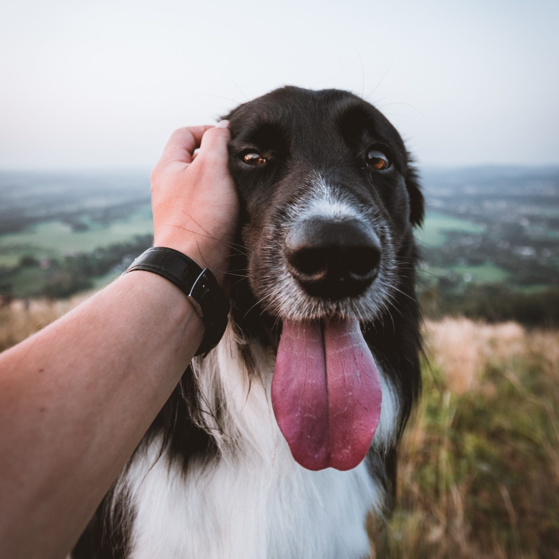 Dog Walker Job in Guyton, GA