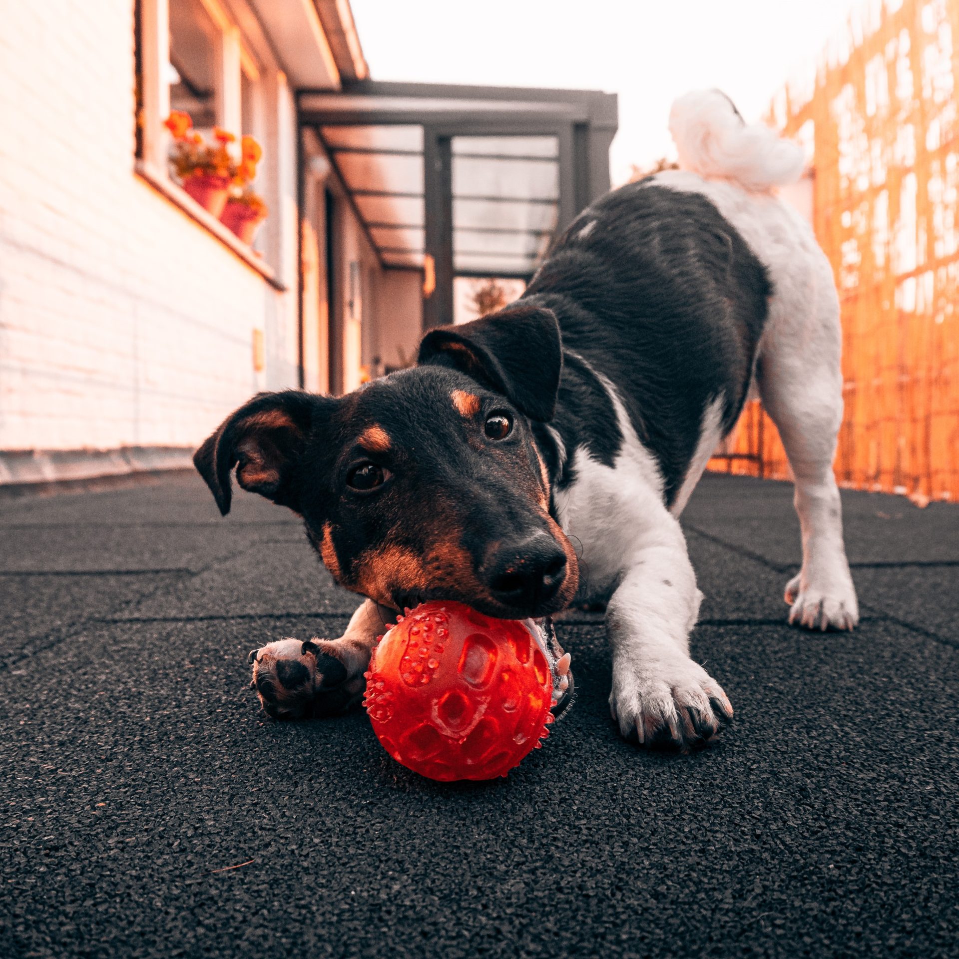 Dog Walker Job in Kearney, NE