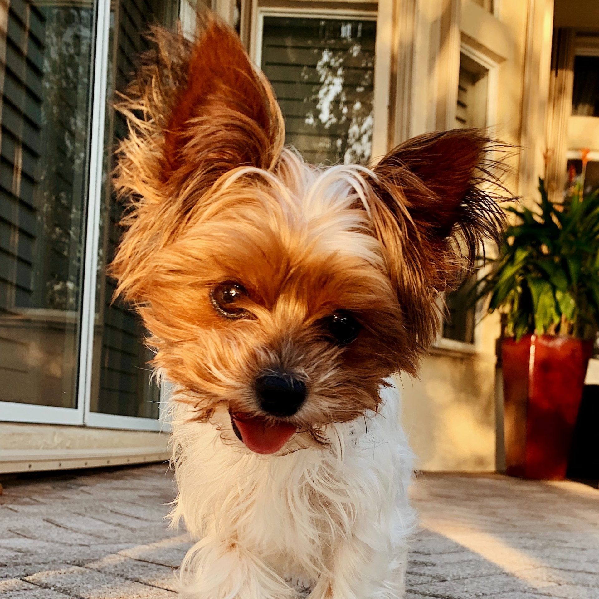 Dog Walker Job in La Vista, NE