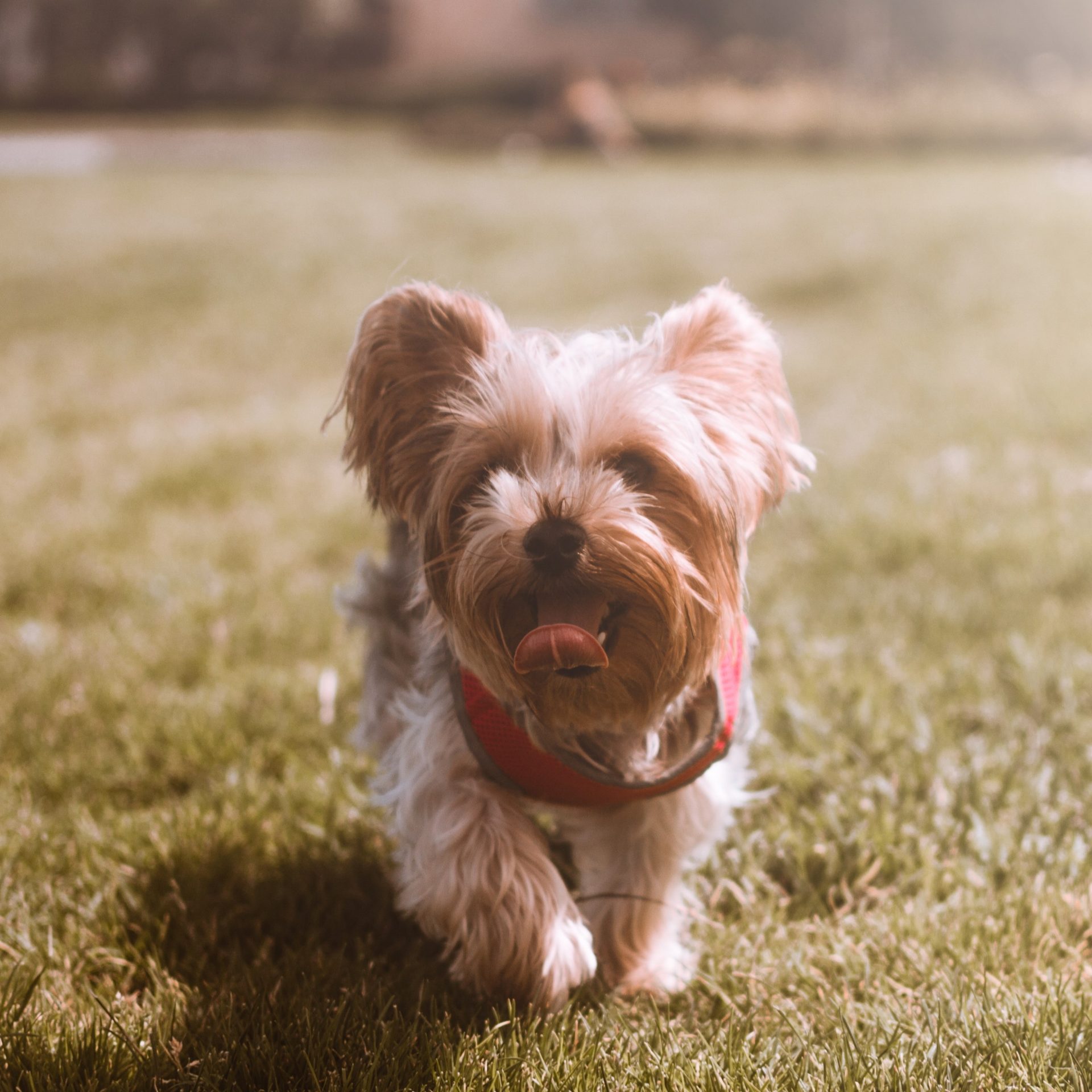 Dog Walker Job in Lincoln, NE