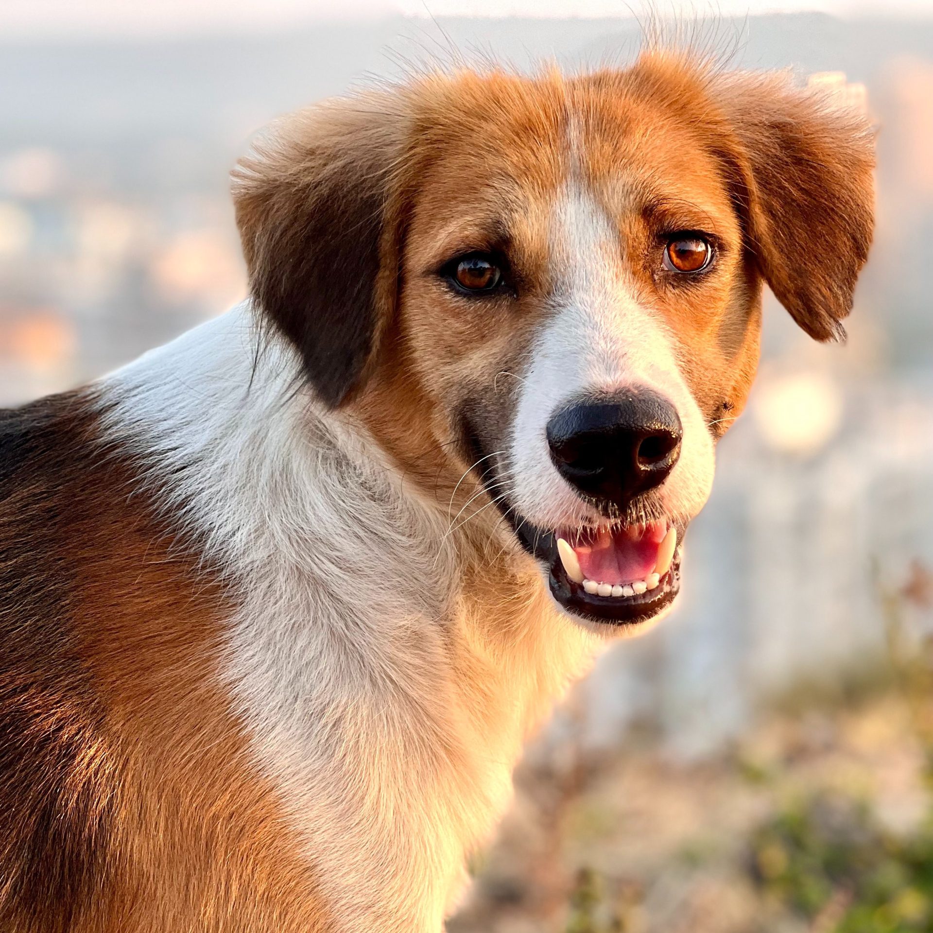 Dog Walker Job in Myrtle Beach, SC