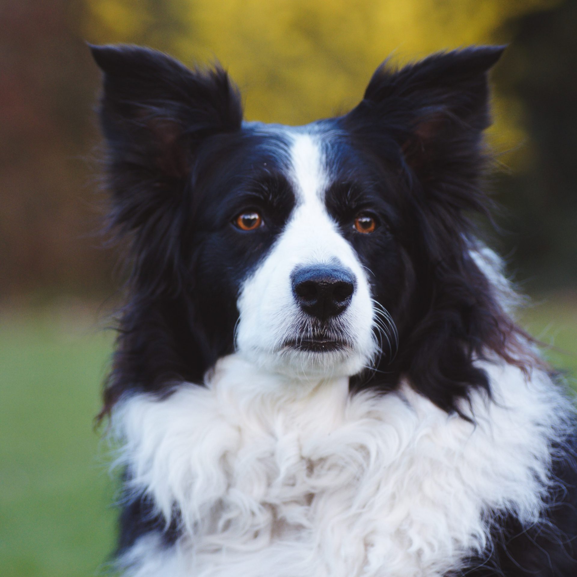 Dog Walker Job in Omaha, NE