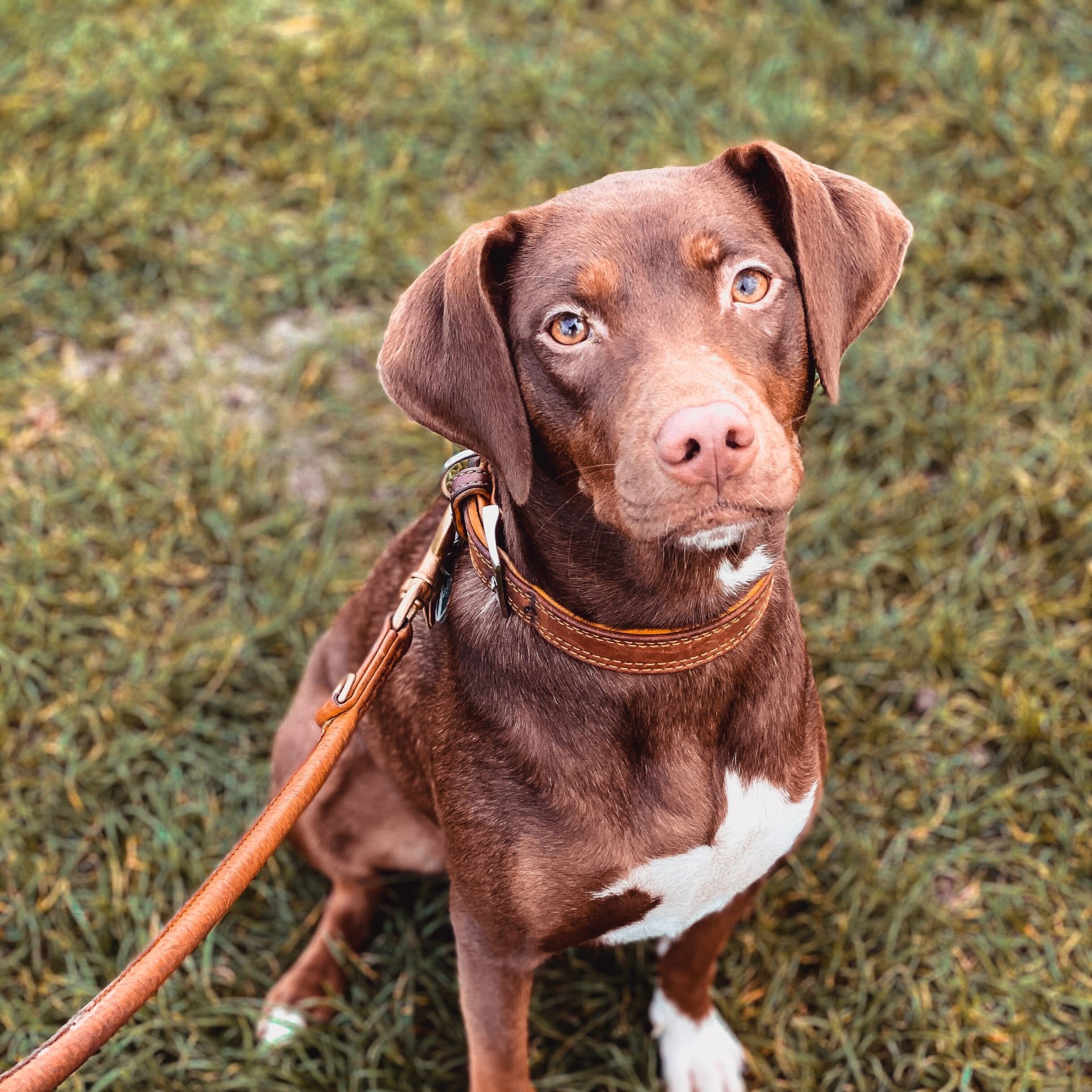 Dog Walker Job in Papillion, NE