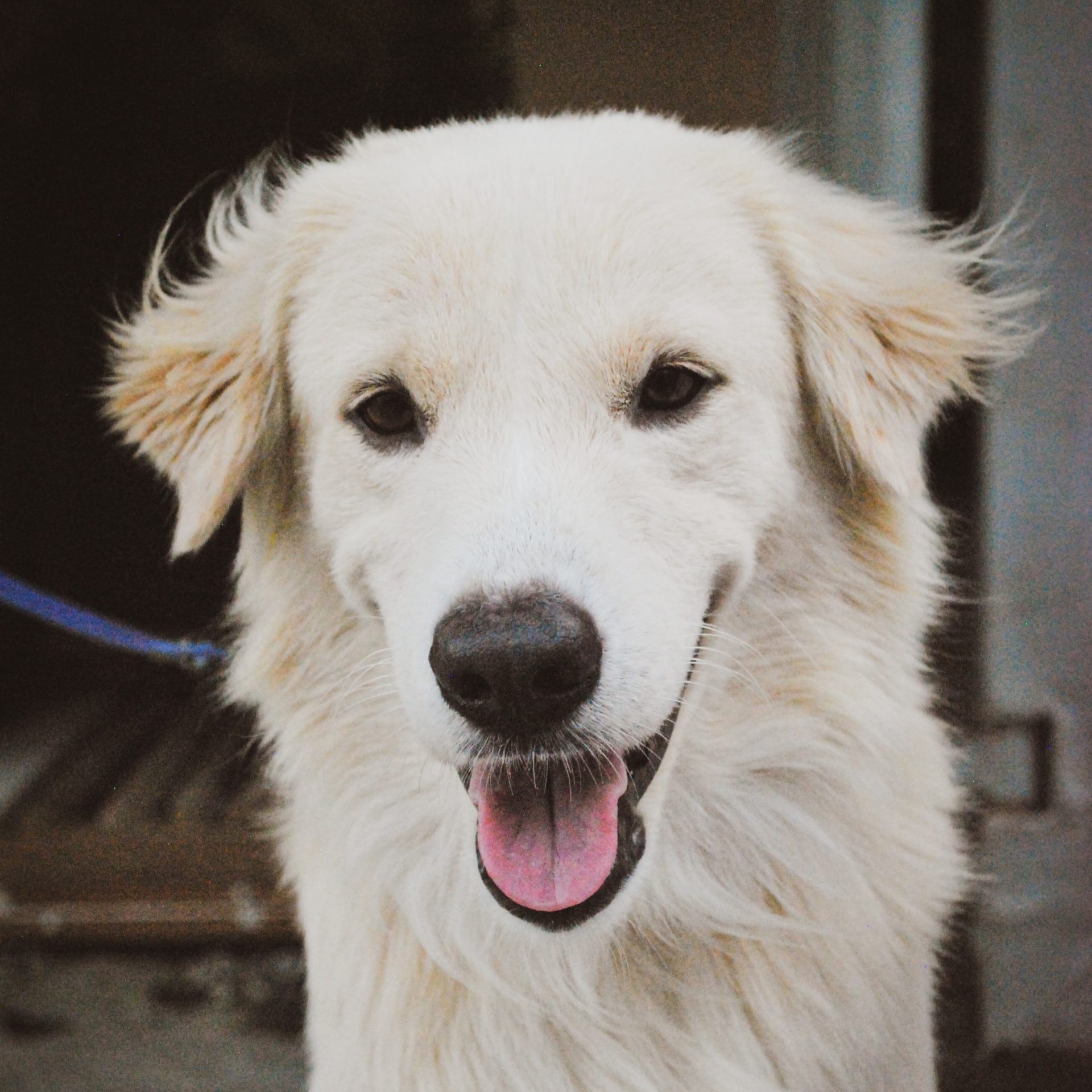 Dog Walker Job in Ridgeville, SC