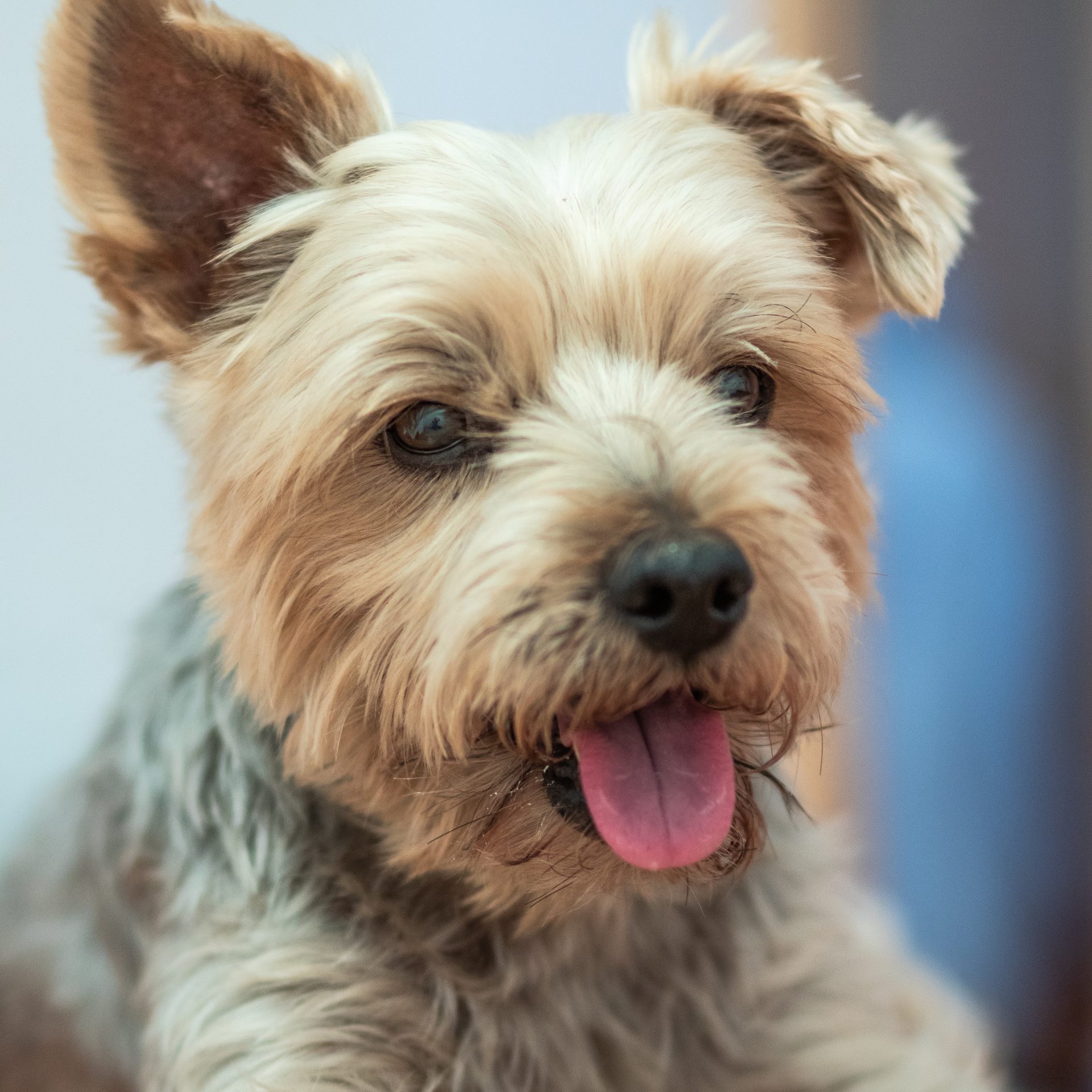 Dog Walker Job in Rogers, AR