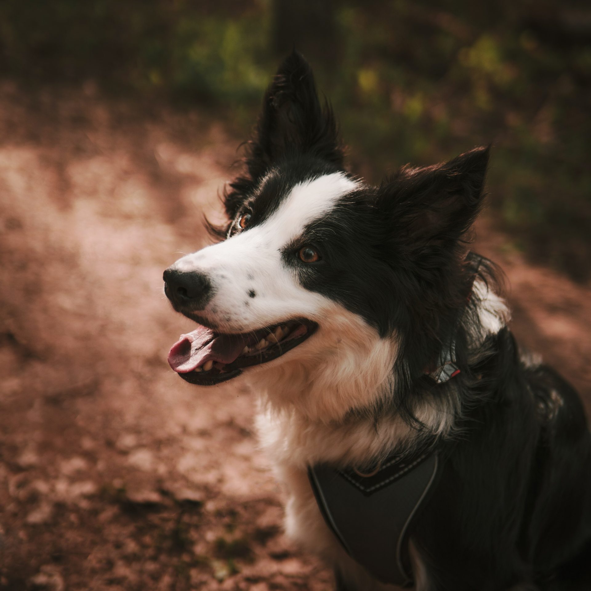 Dog Walker Job in South Sioux City, AR