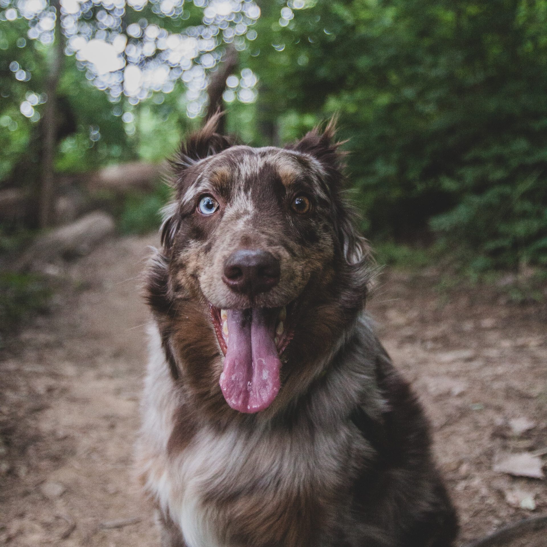 Dog Walker Job in Springdale, AR