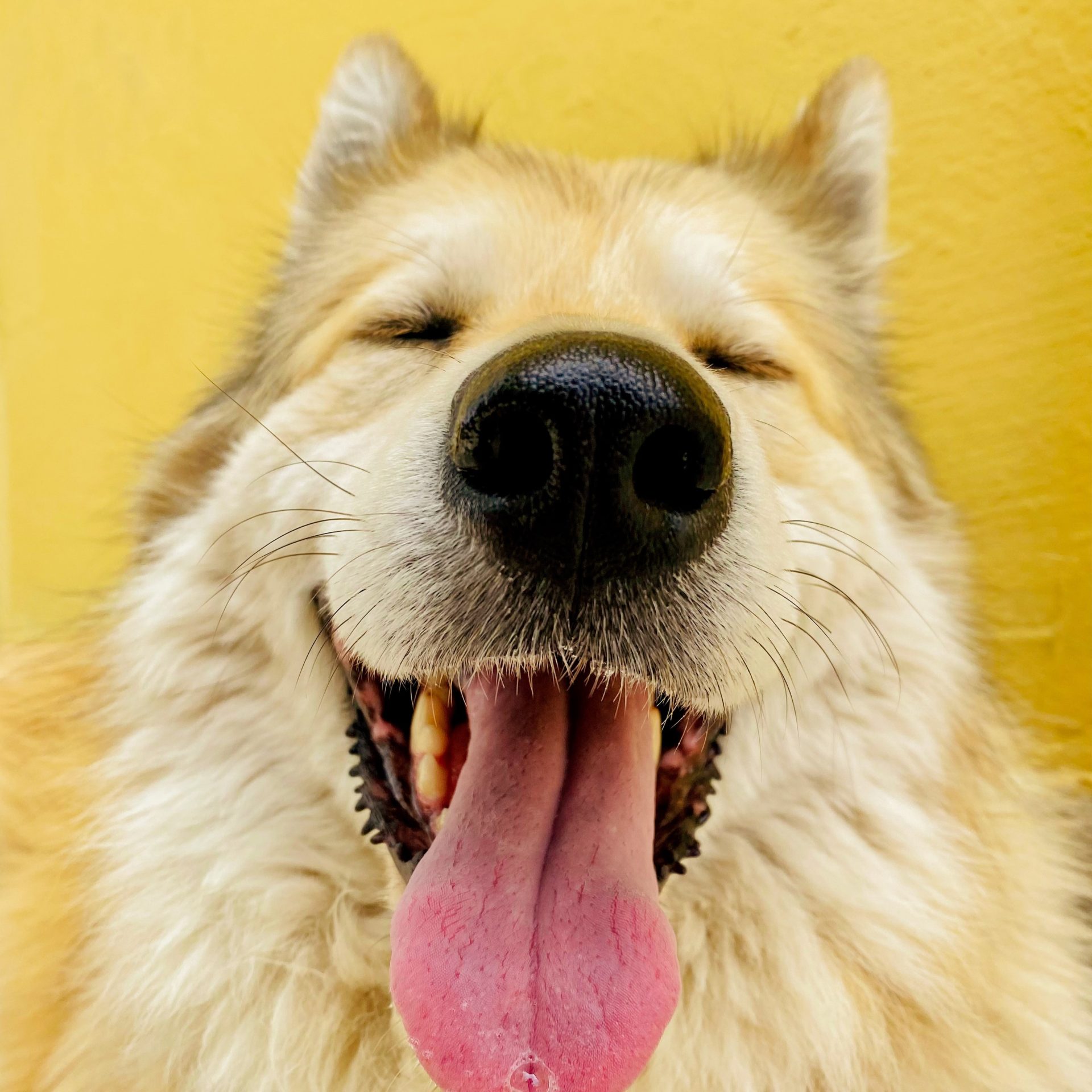 Dog Walking Job Daytona Beach, FL