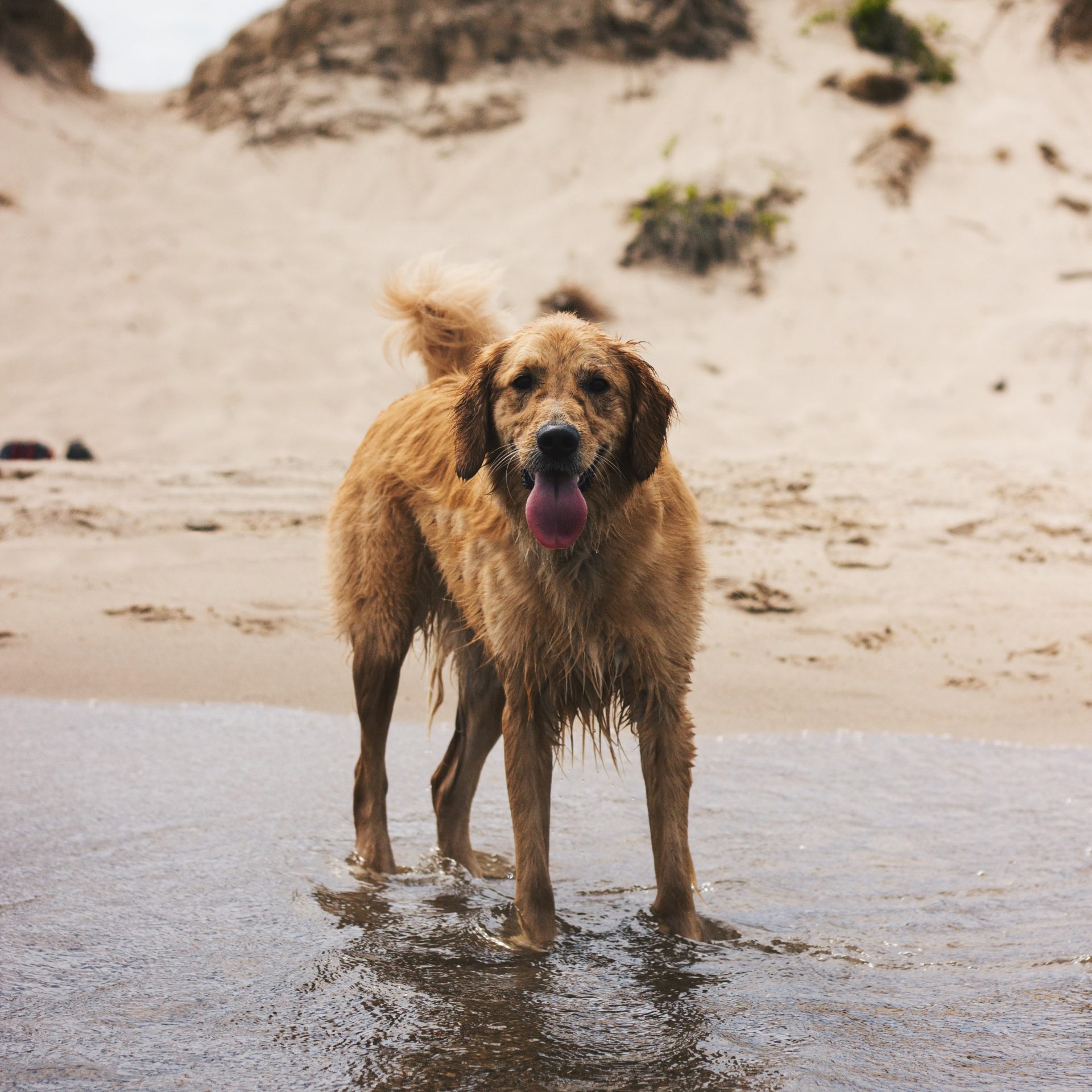 Dog Walking Job Flagler Beach, FL