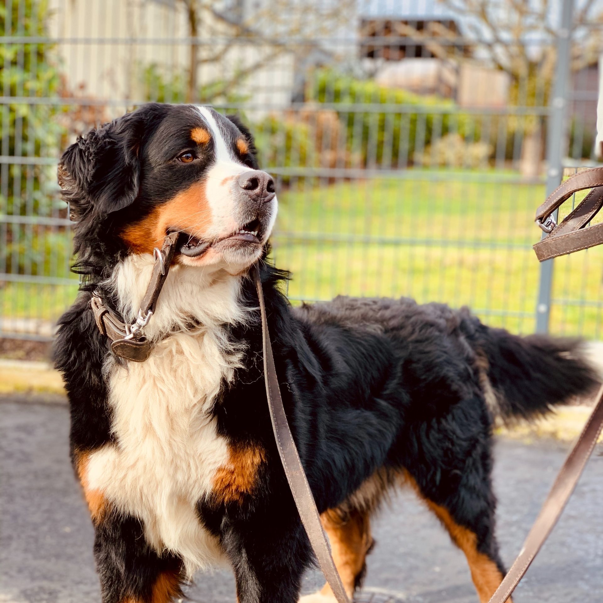 Dog Walking Job Gretna, NE
