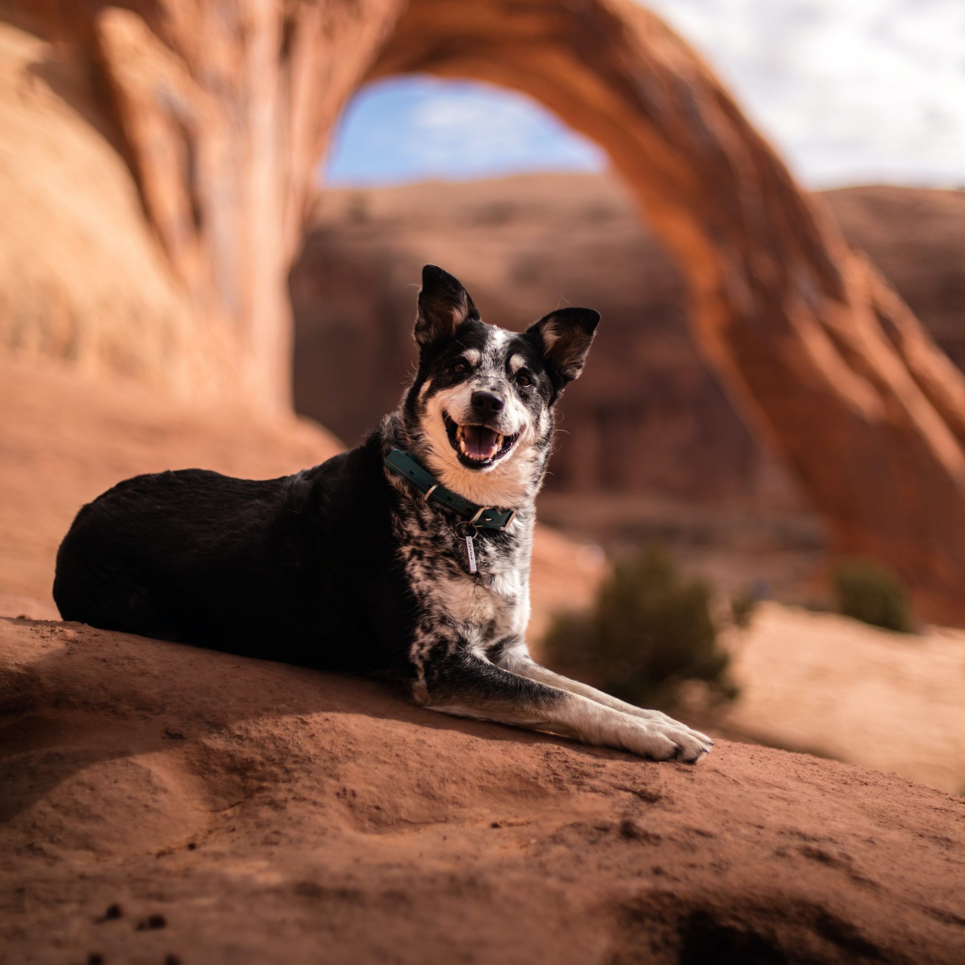 Dog Walking Job Guyton, GA