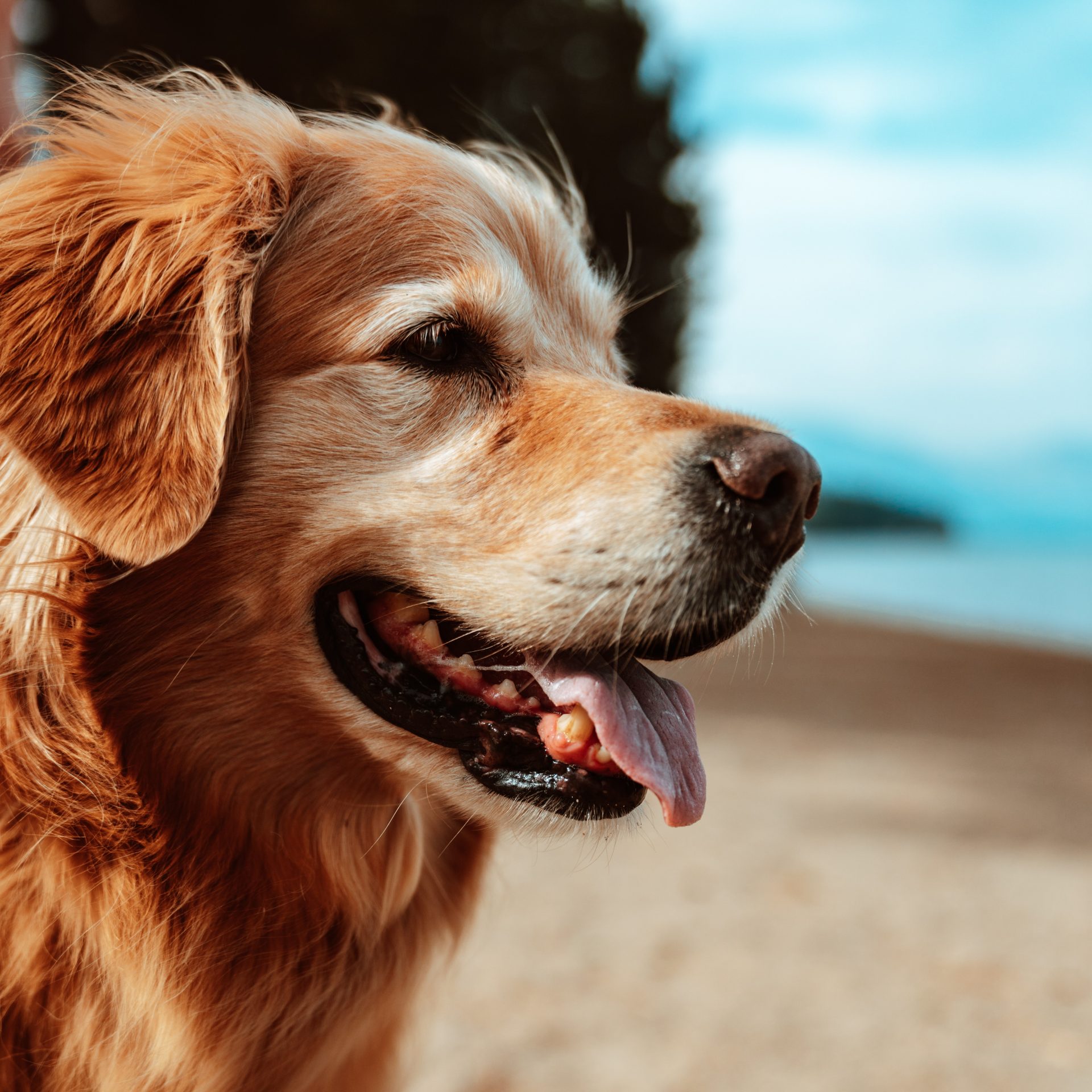 Dog Walking Job Kearney, NE