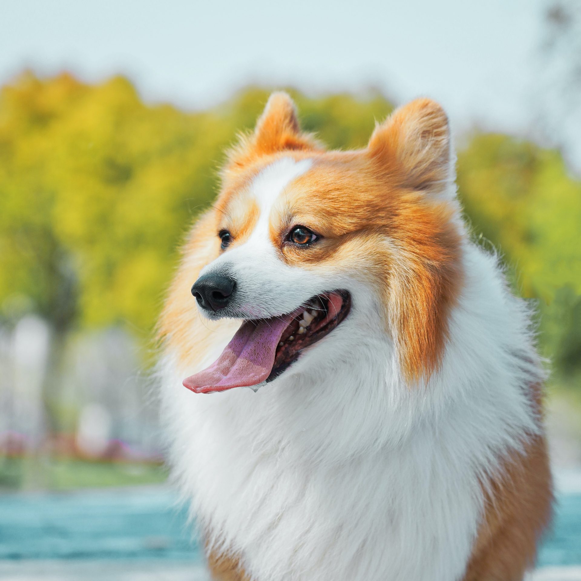 Dog Walking Job La Vista, NE