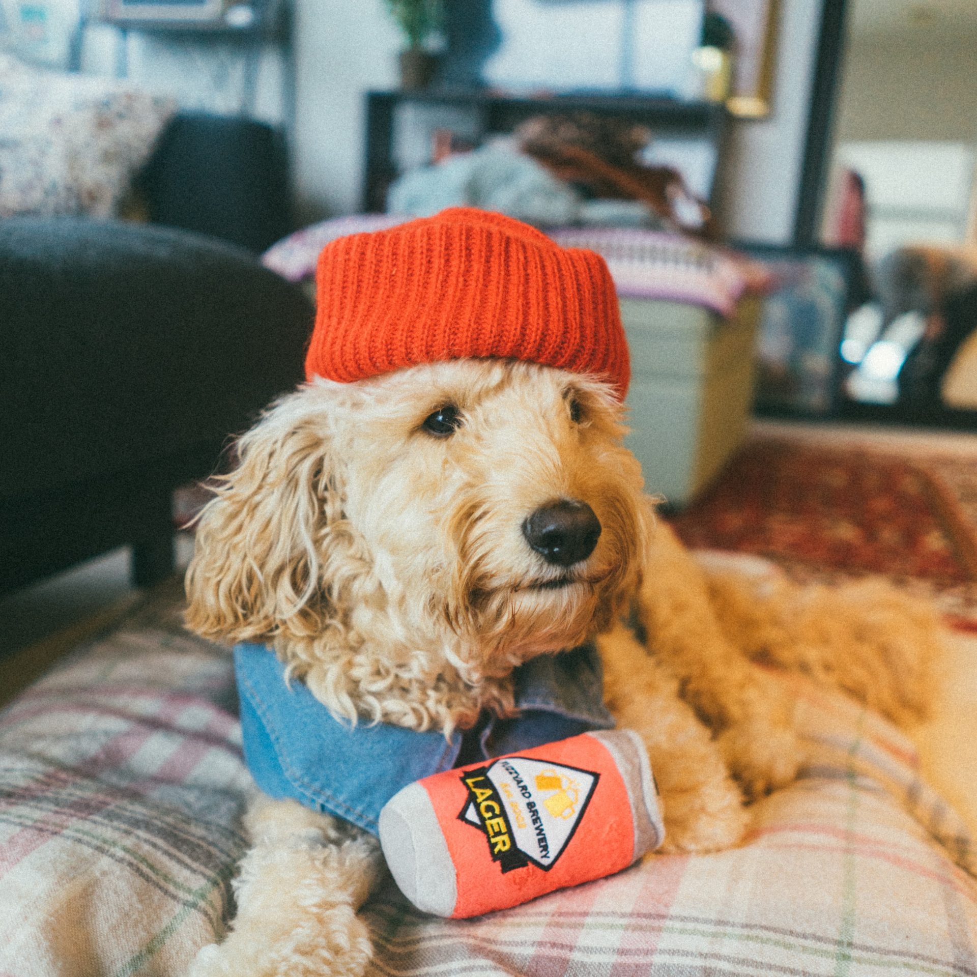 Dog Walking Job Lincoln, NE