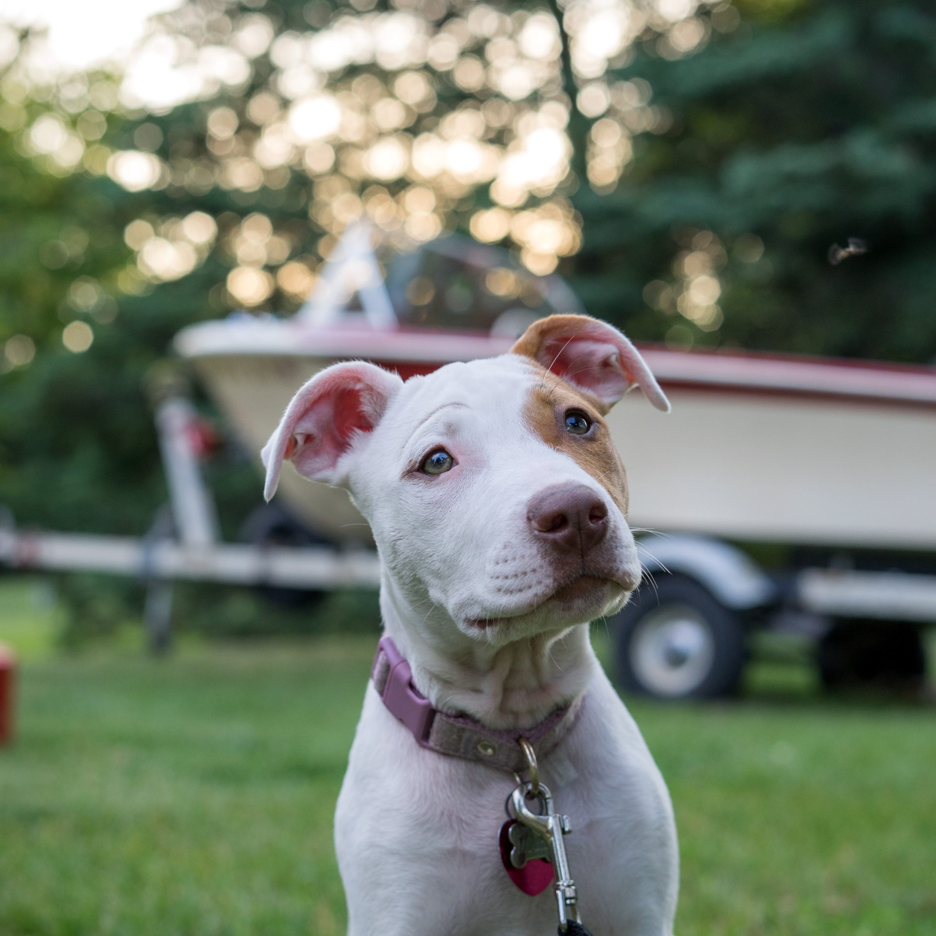 Dog Walking Job Omaha, NE
