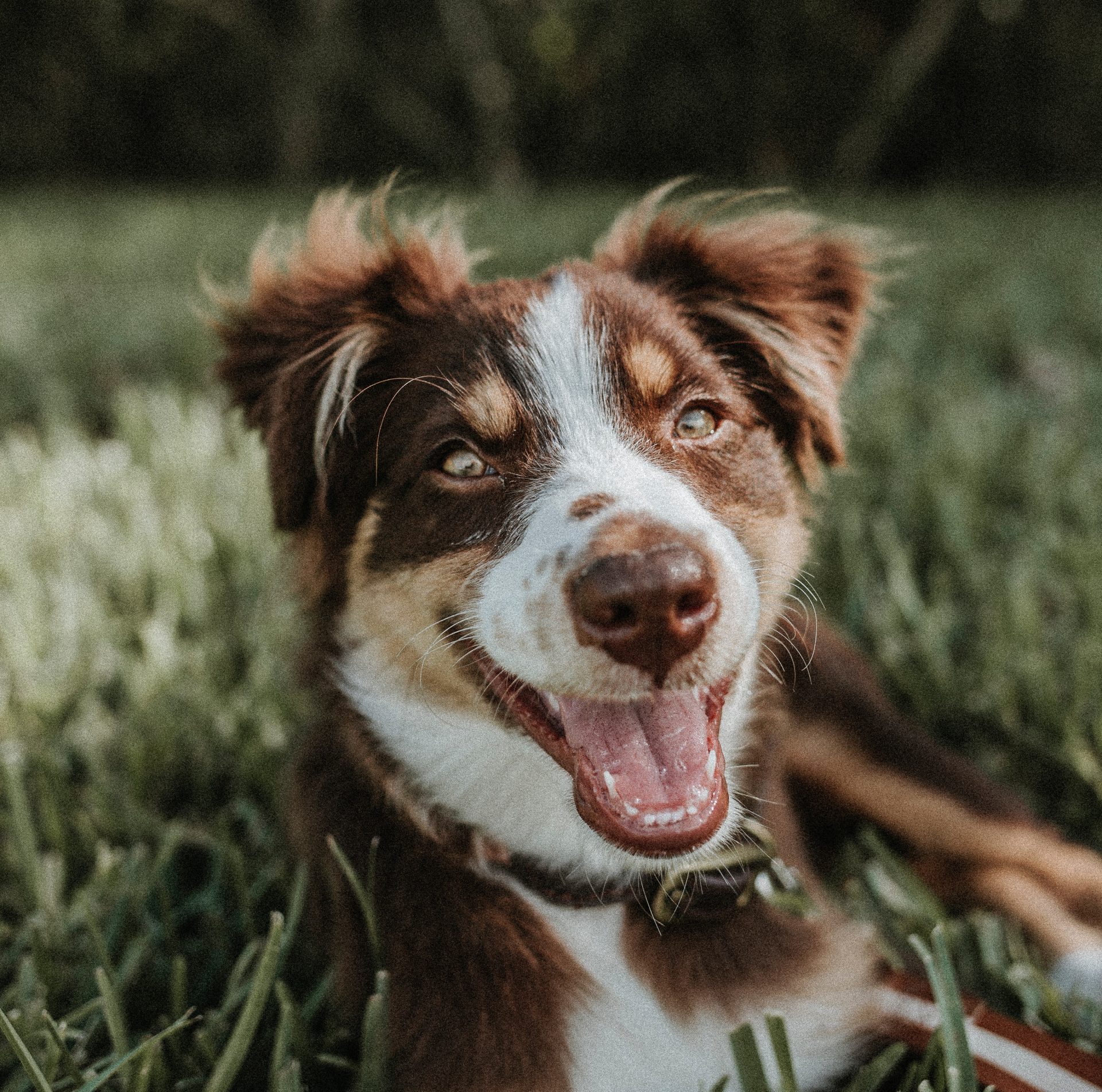 Dog Walking Job Ridgeville, SC