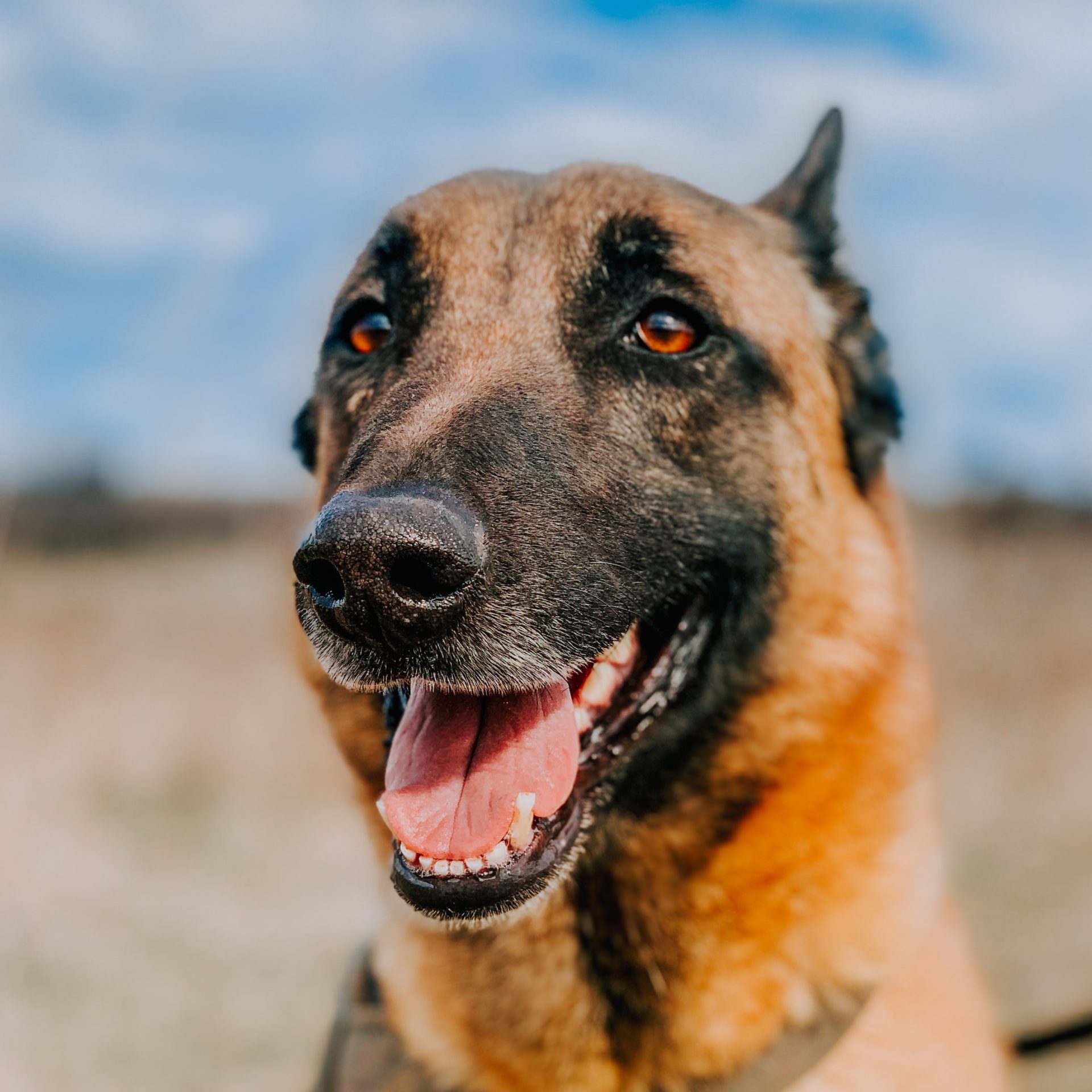 Dog Walking Job Rogers, AR