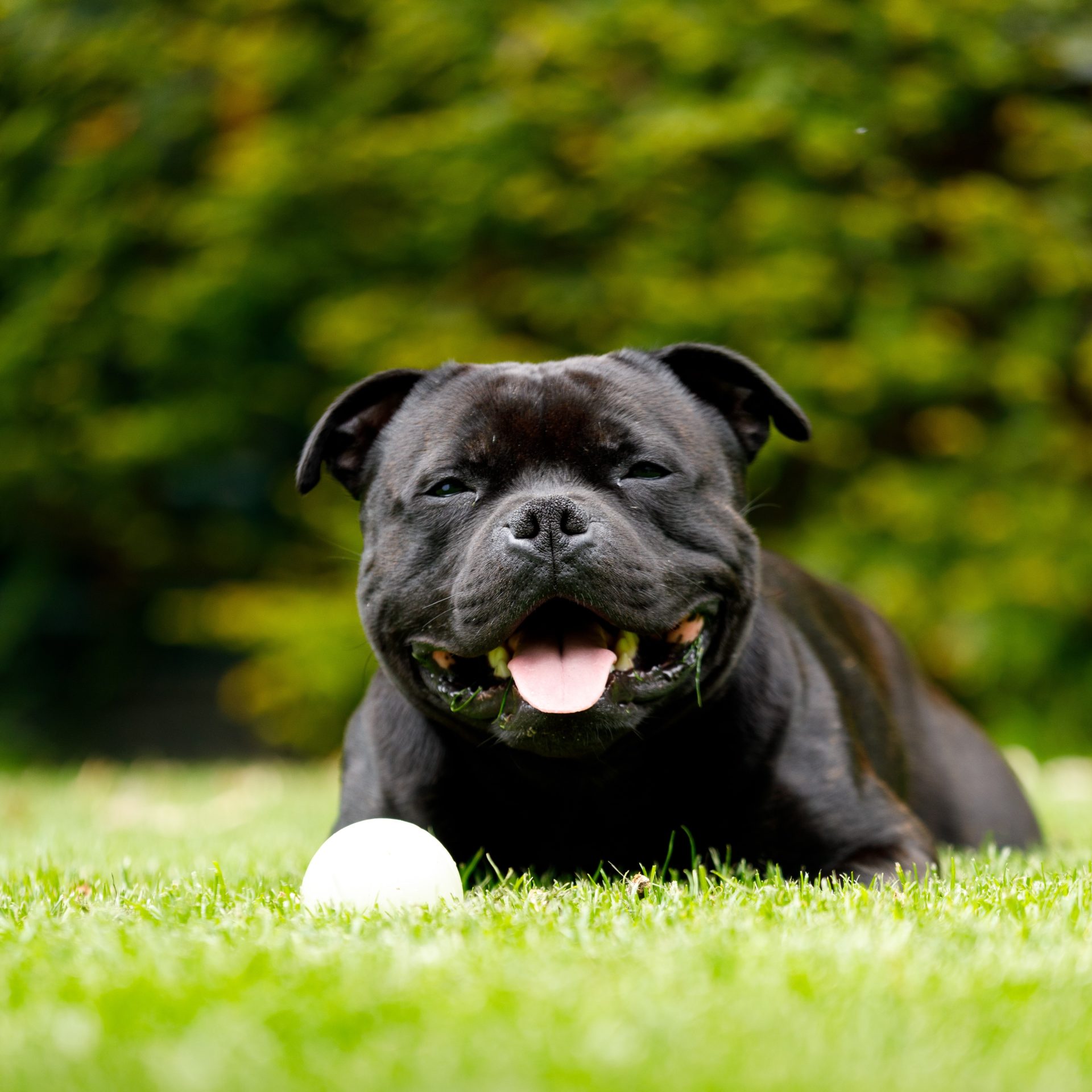 Dog Walking Job Springdale, AR