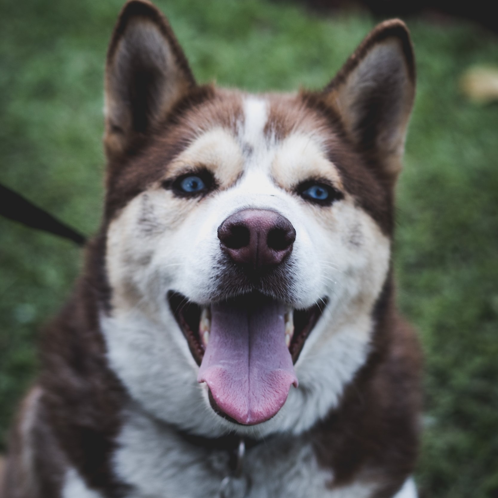 Dog Walking Job in Daytona Beach, FL