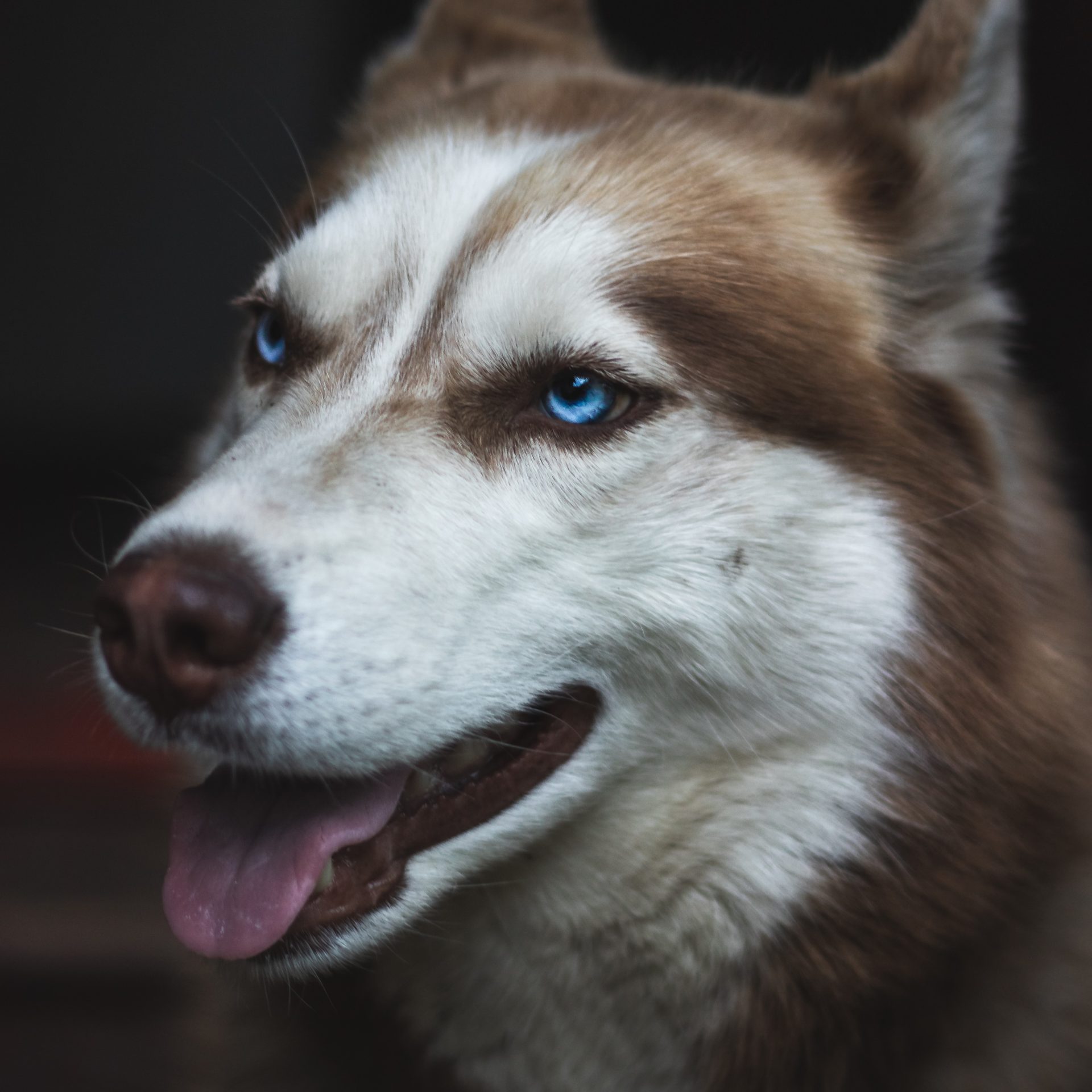 Dog Walking Job in Flagler Beach, FL