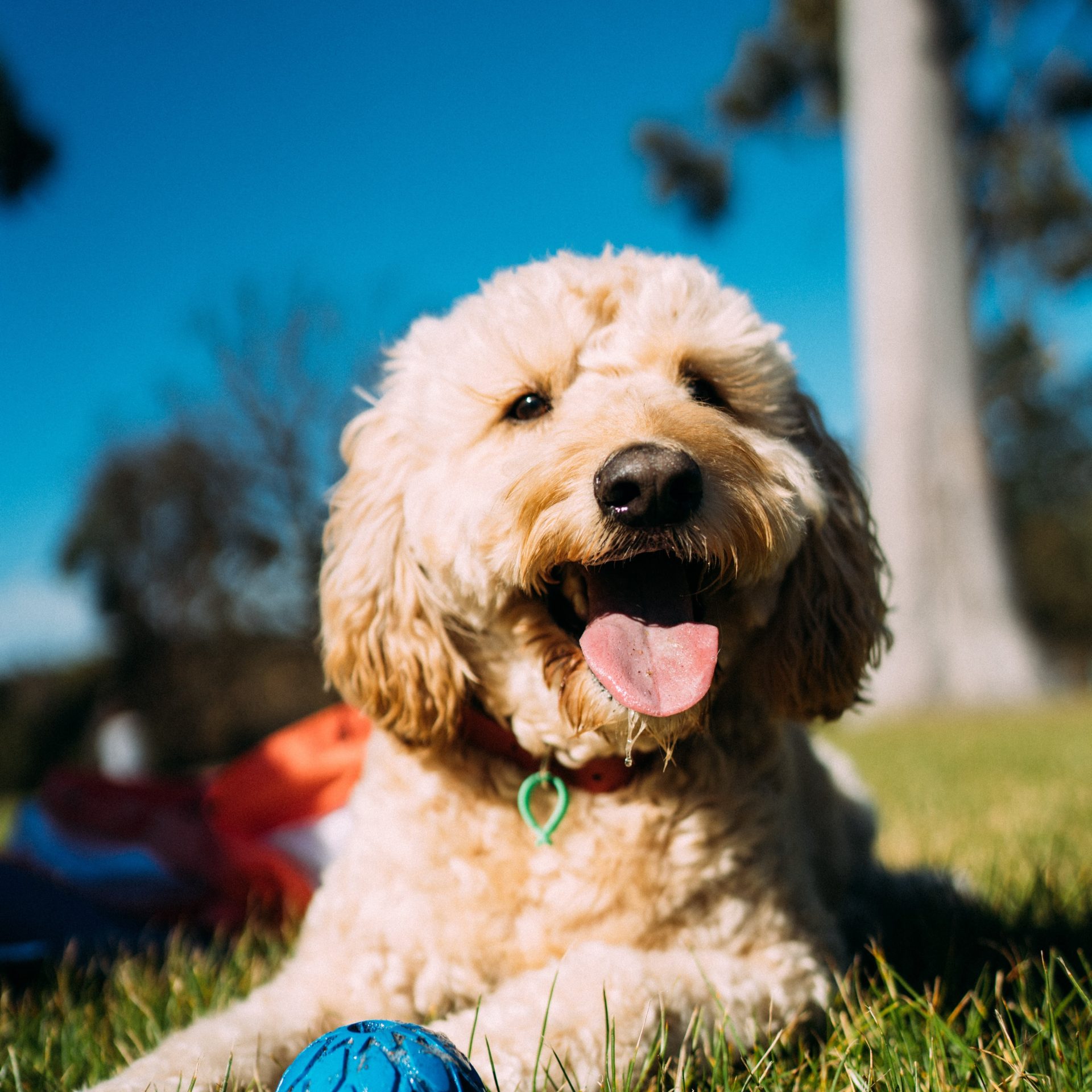 Dog Walking Job in Gretna, NE
