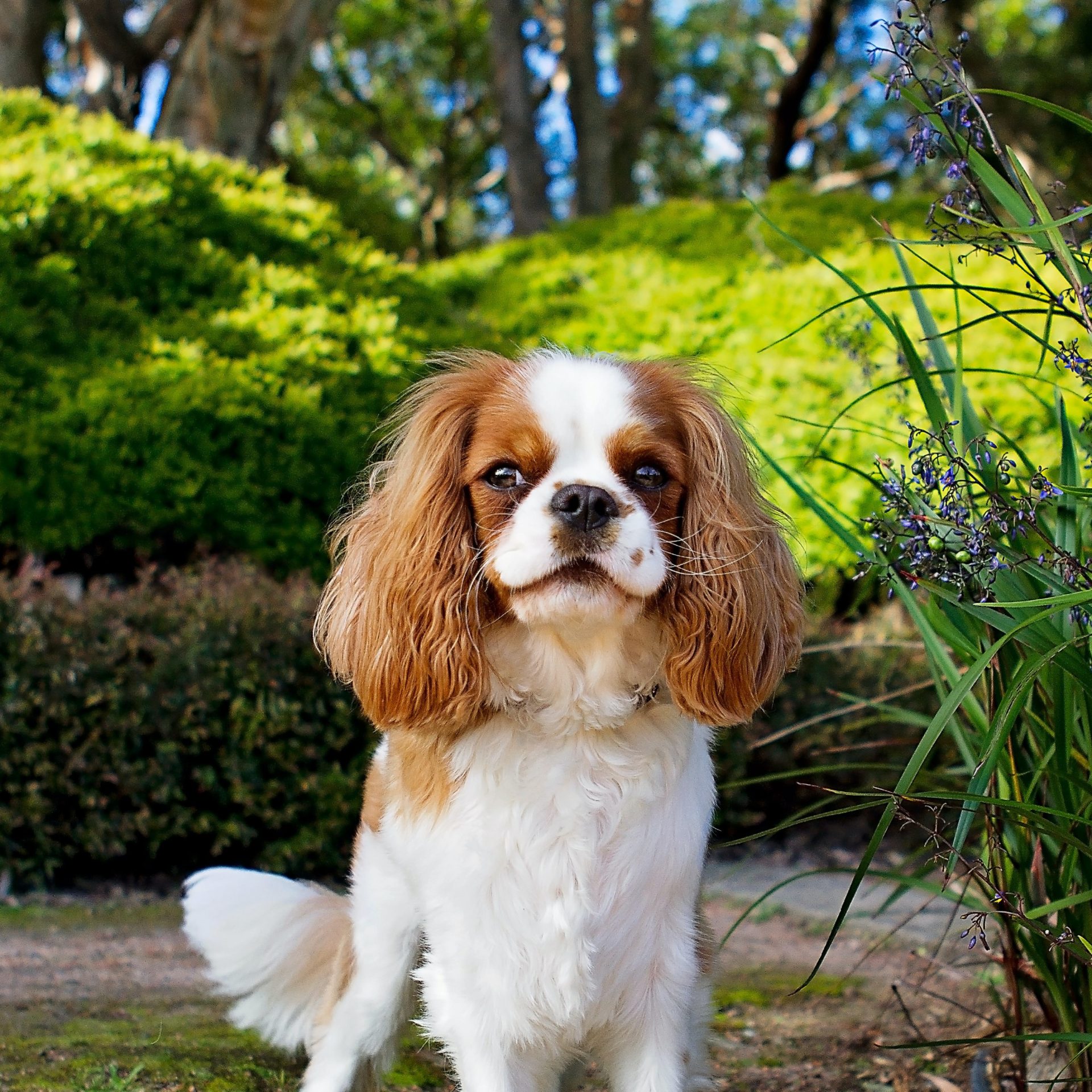 Dog Walking Job in La Vista, NE