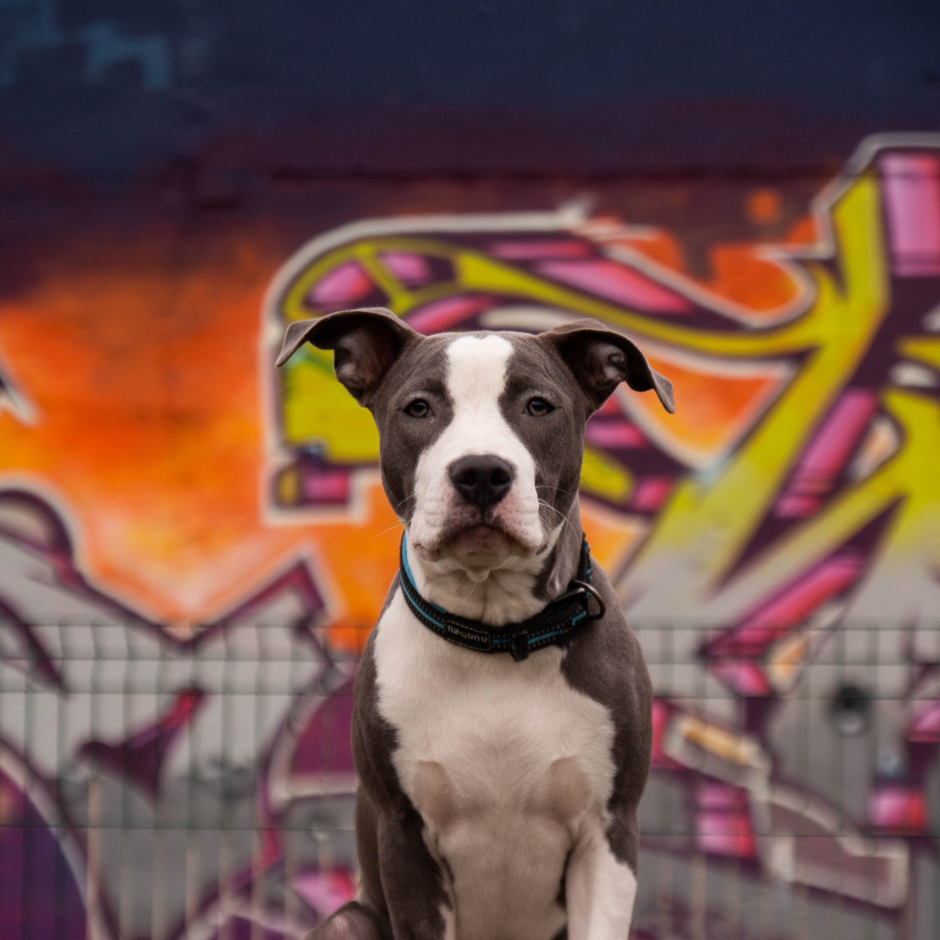 Dog Walking Job in Lincoln, NE