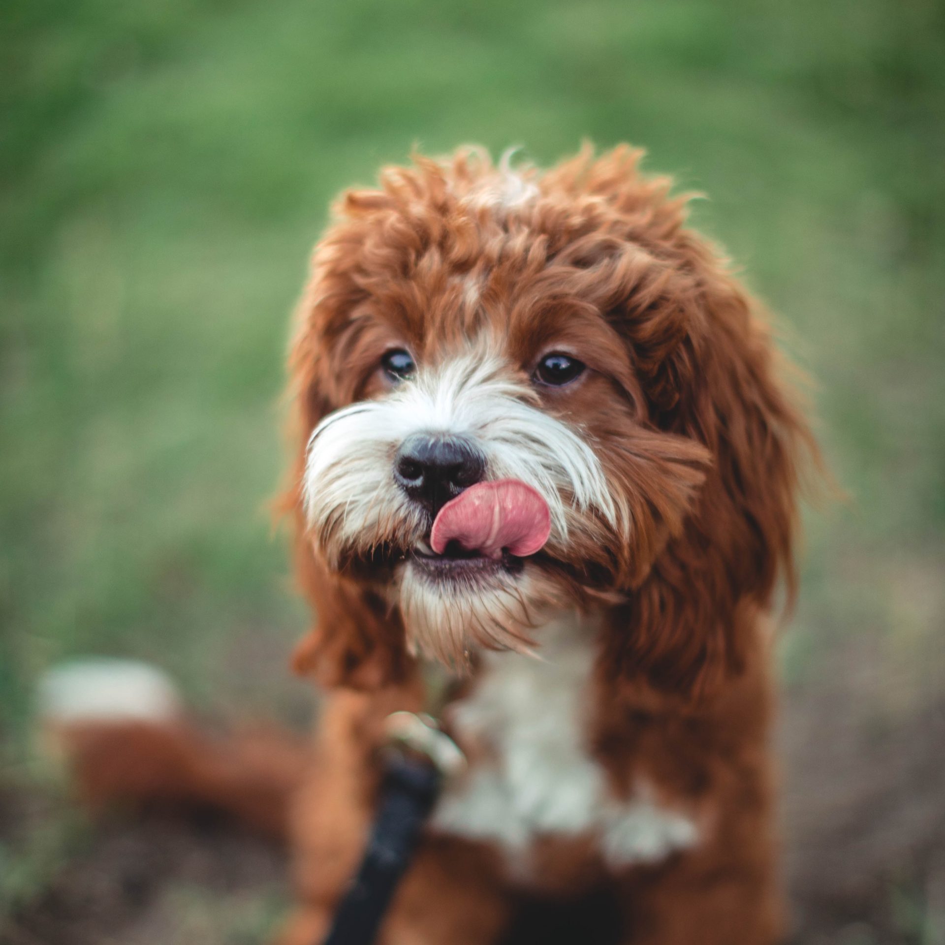 Dog Walking Job in Omaha, NE