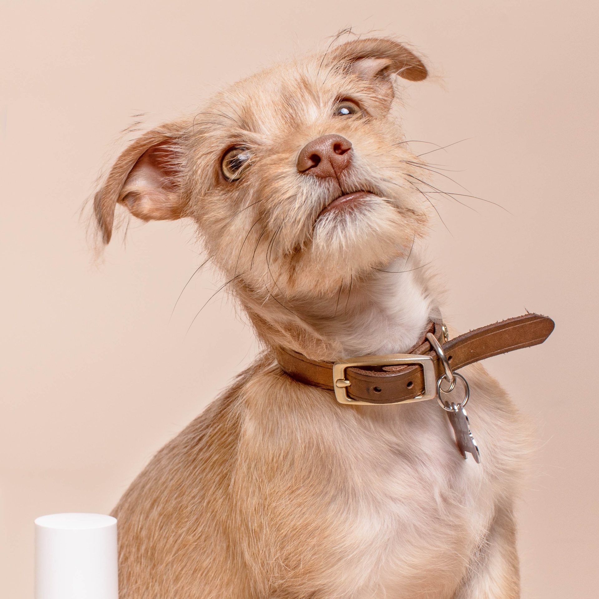 Dog Walking Job in Rogers, AR