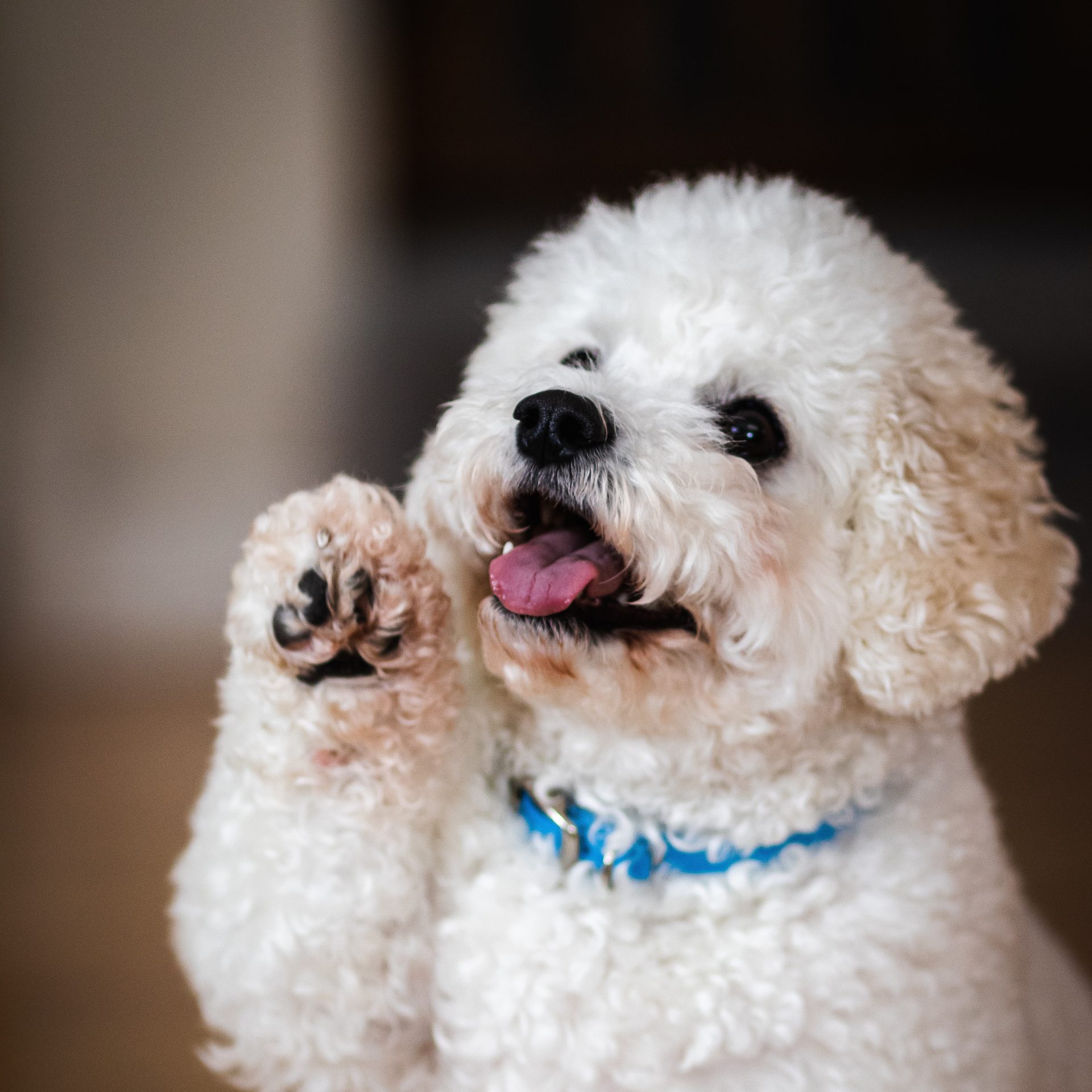 Dog Walking Job in South Sioux City, AR