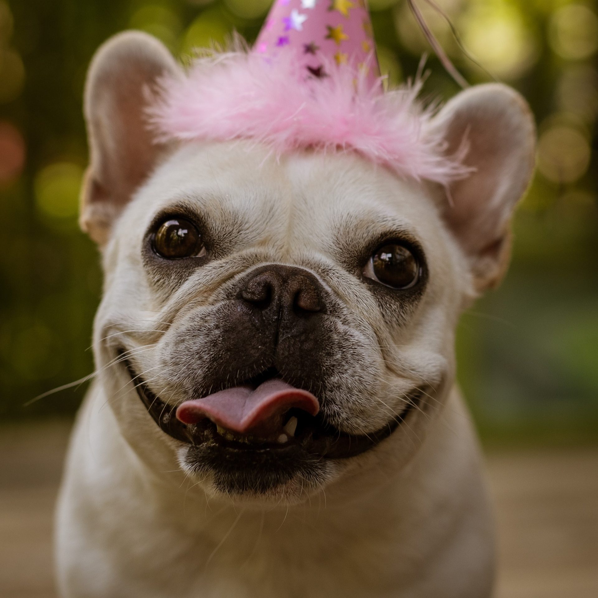 Dog Walking Job in Springdale, AR