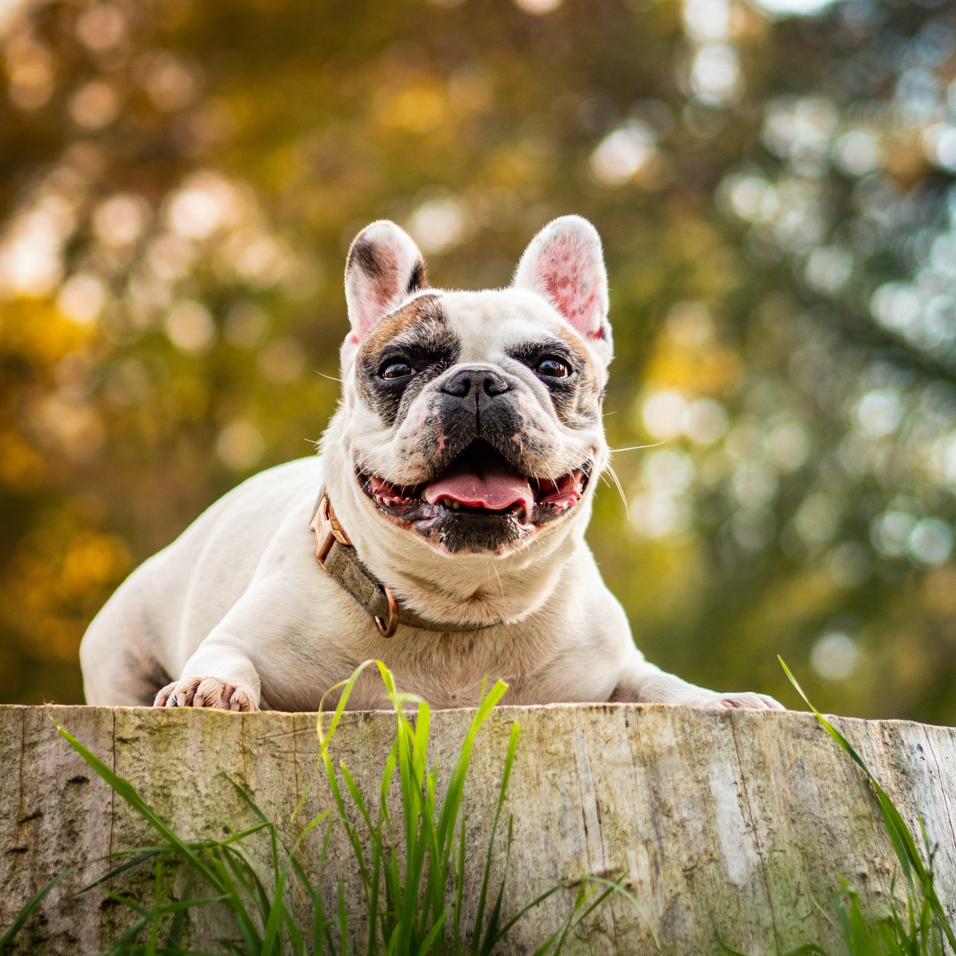 Dog Sitter Job Bellevue NE