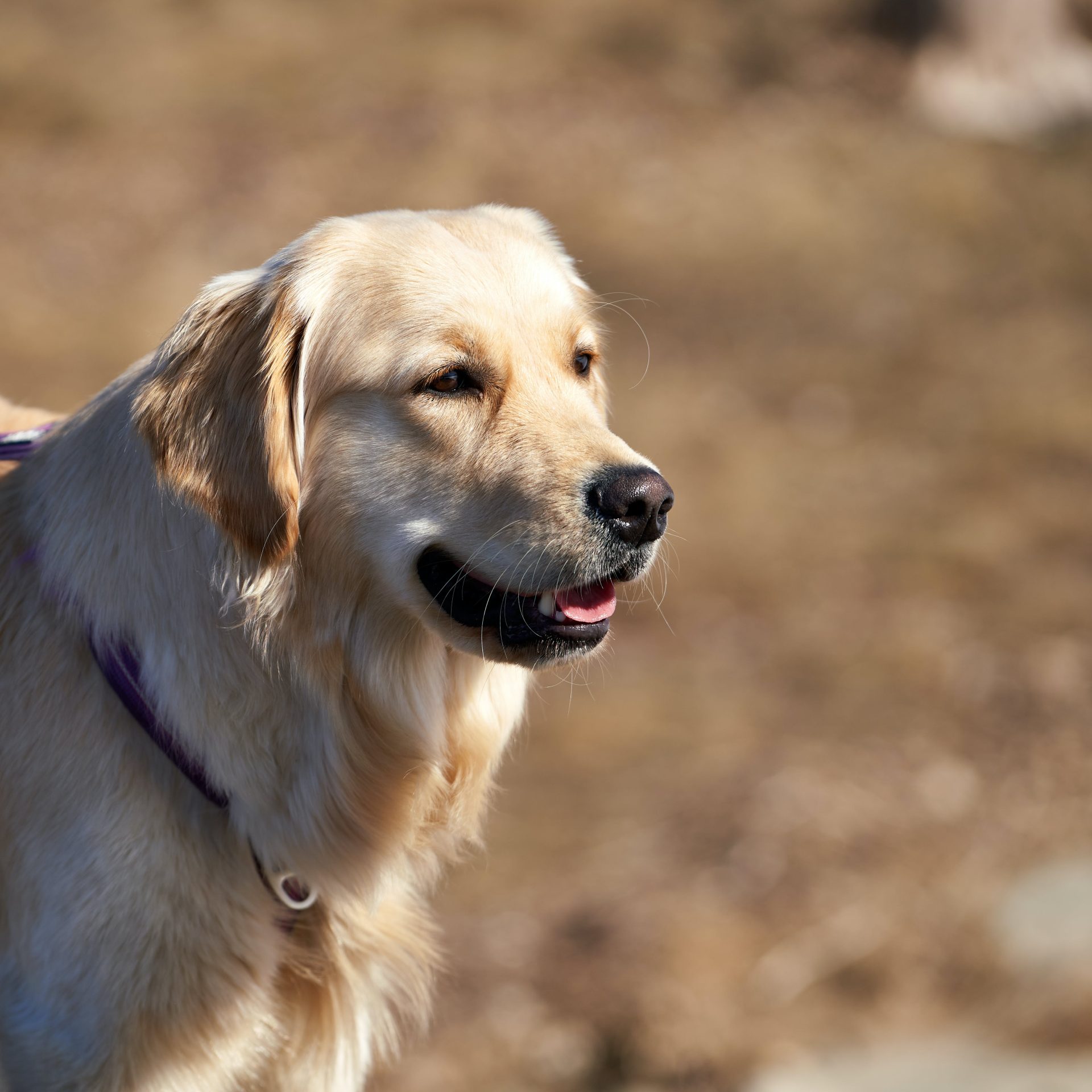 Dog Sitter Bentonville, AR