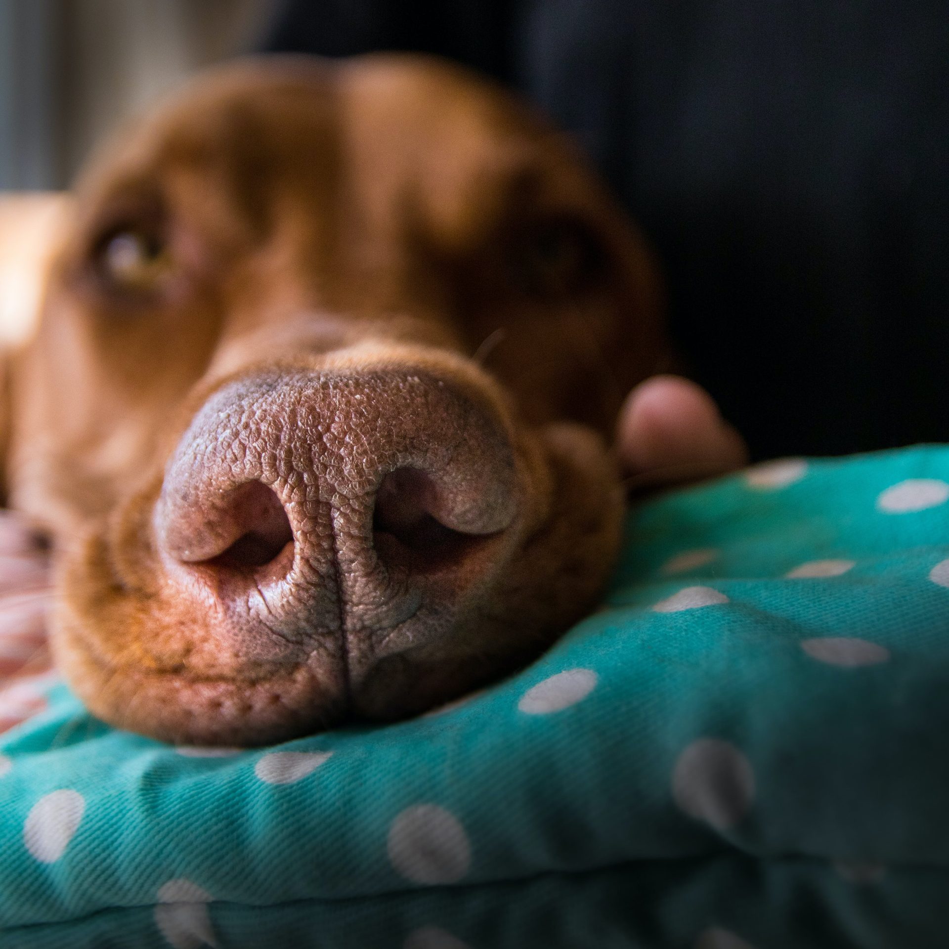 Dog Sitter Job Council Bluffs Iowa