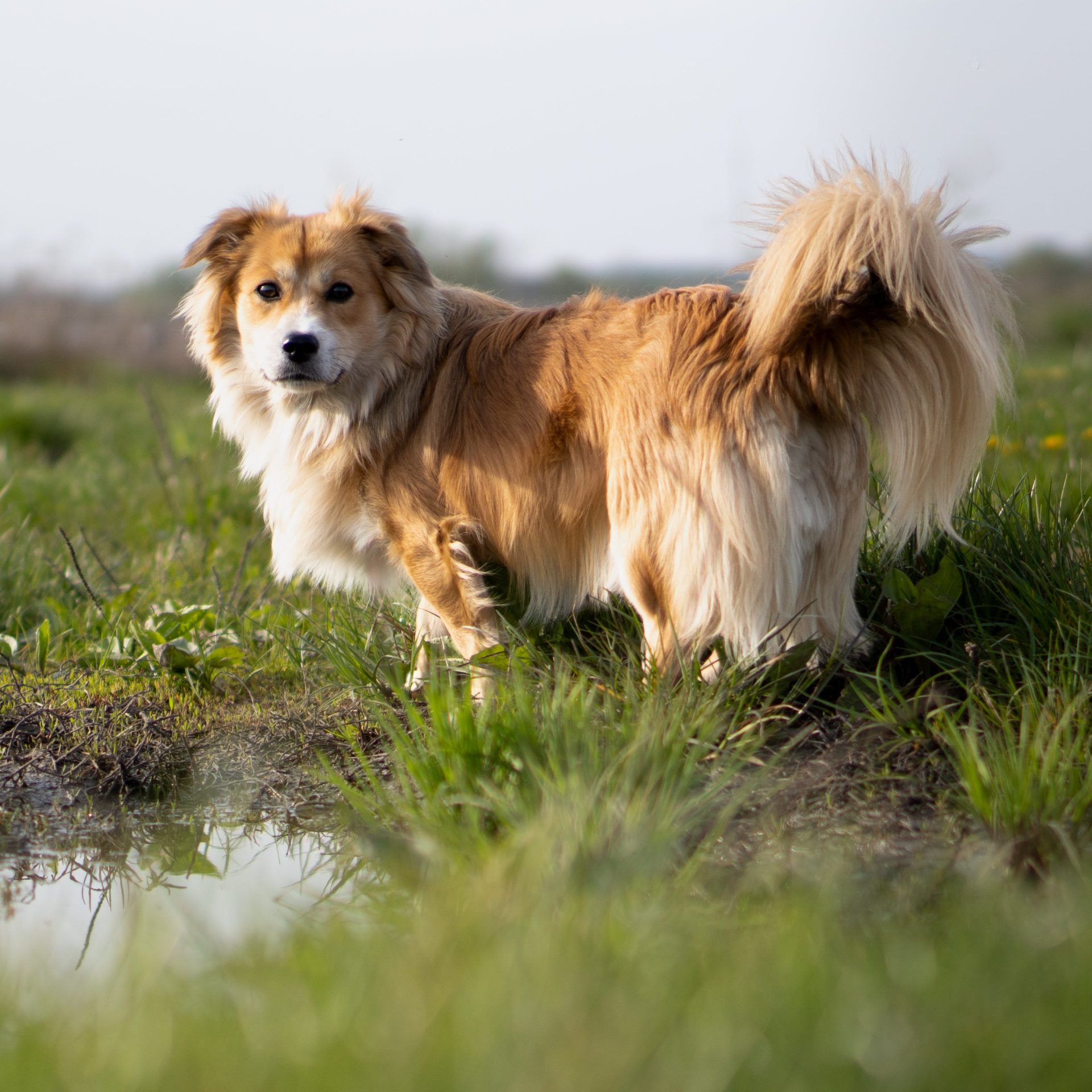 Dog Sitter Job Edmond, Oklahoma City