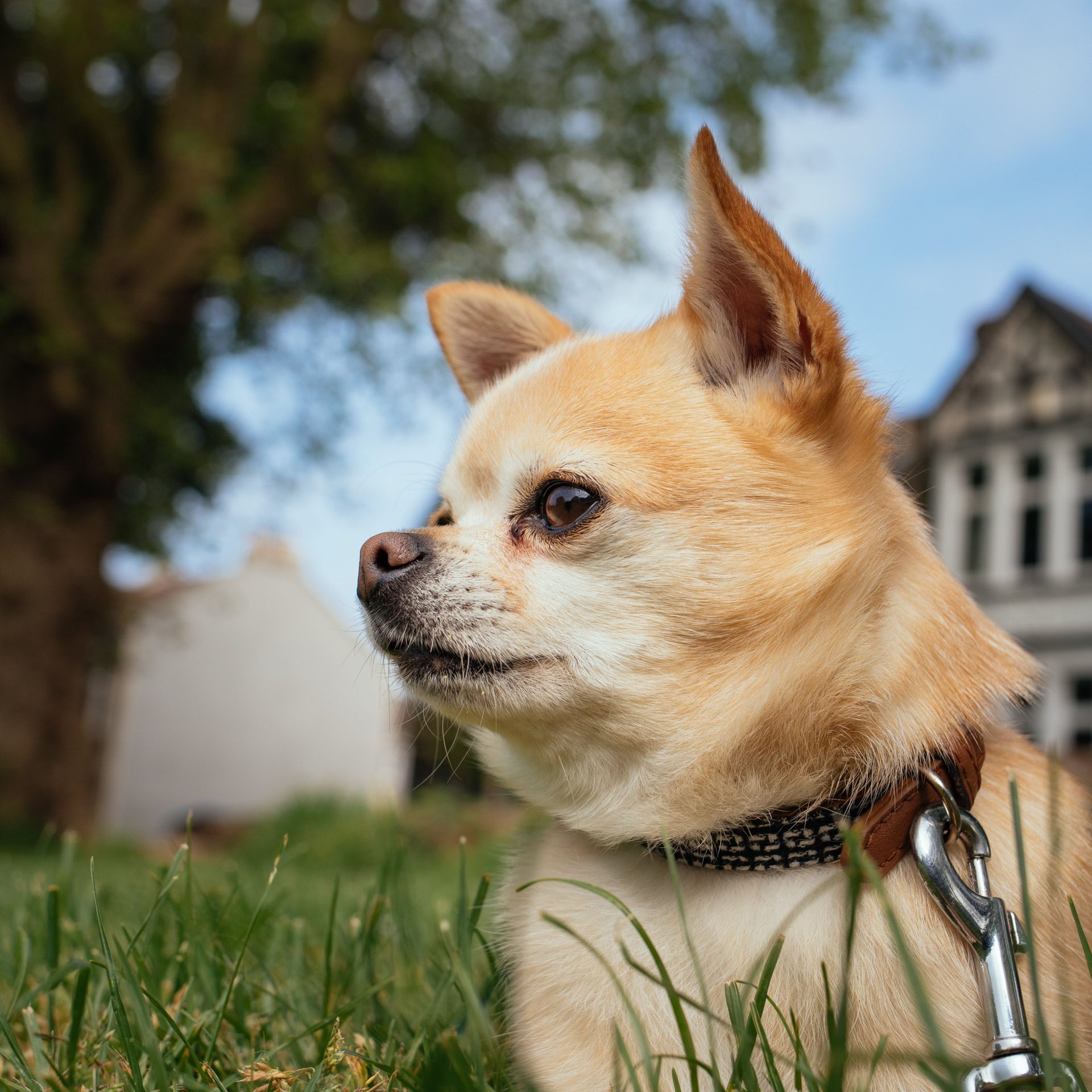 Dog Sitter Job Fremont, NE