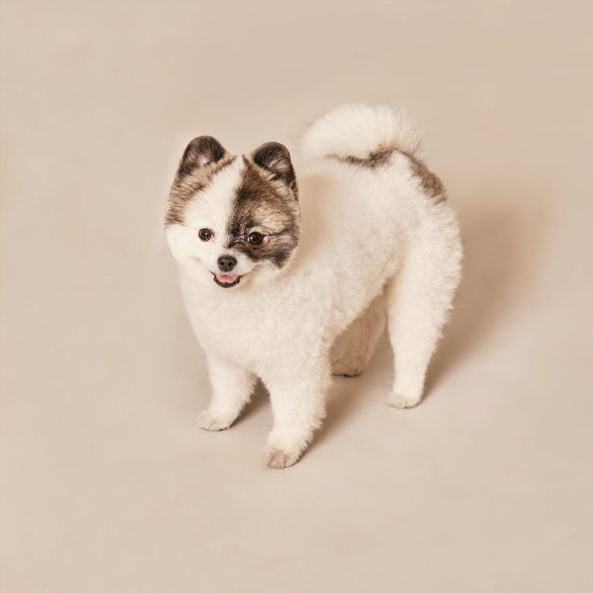 Dog Sitter Job in Bellevue NE